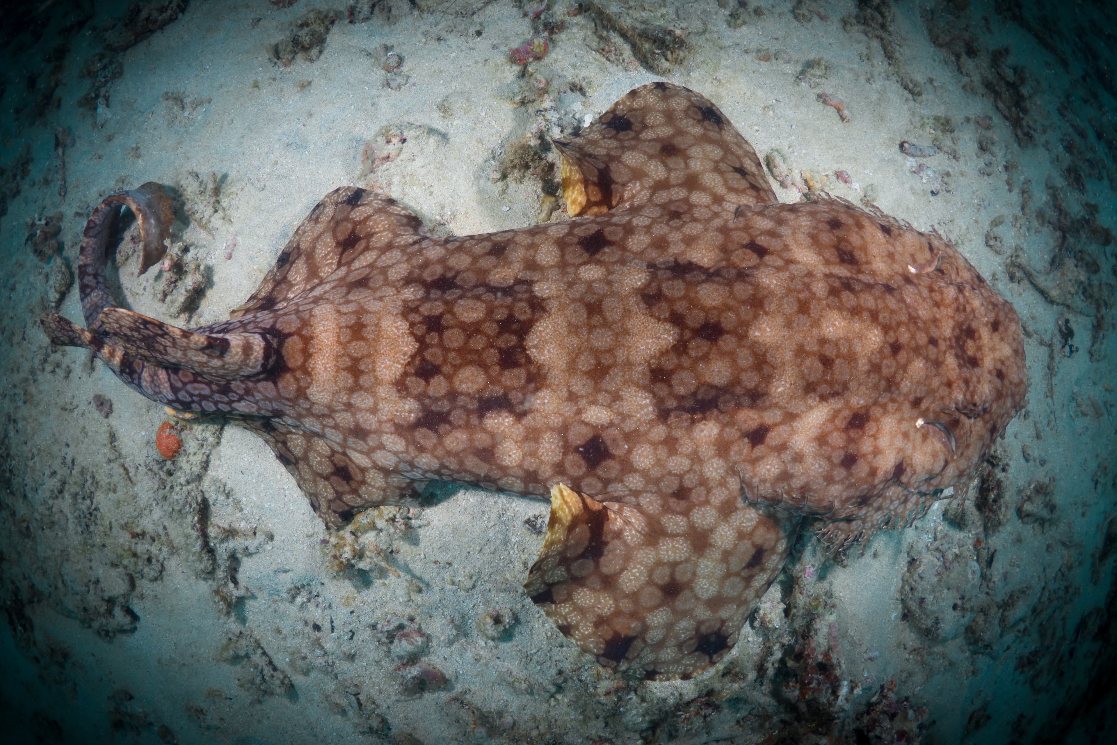 Wobbegong shark camouflages with its surroundings while waiting for prey