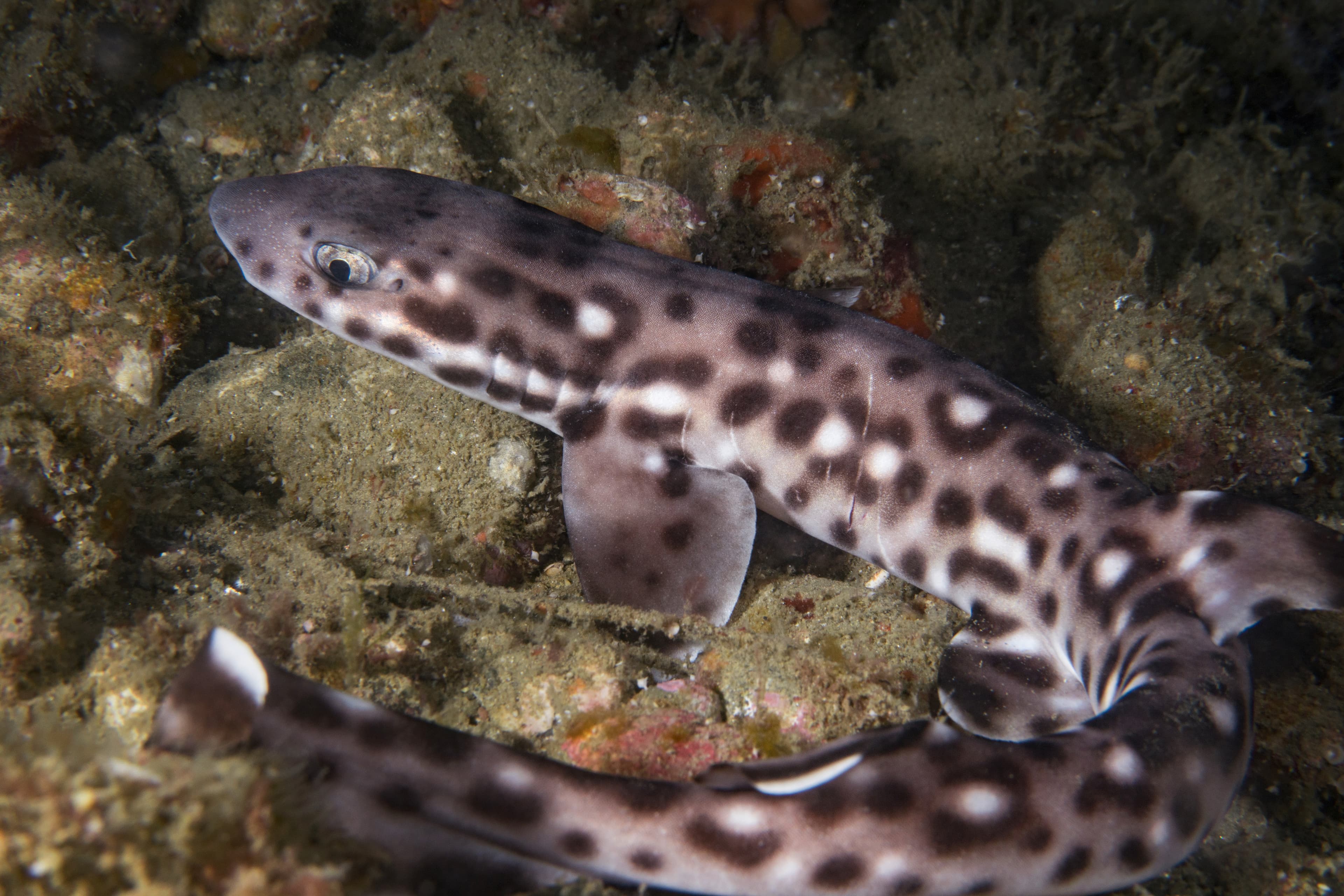 Catshark in reef at night, Ambon, Indonesia