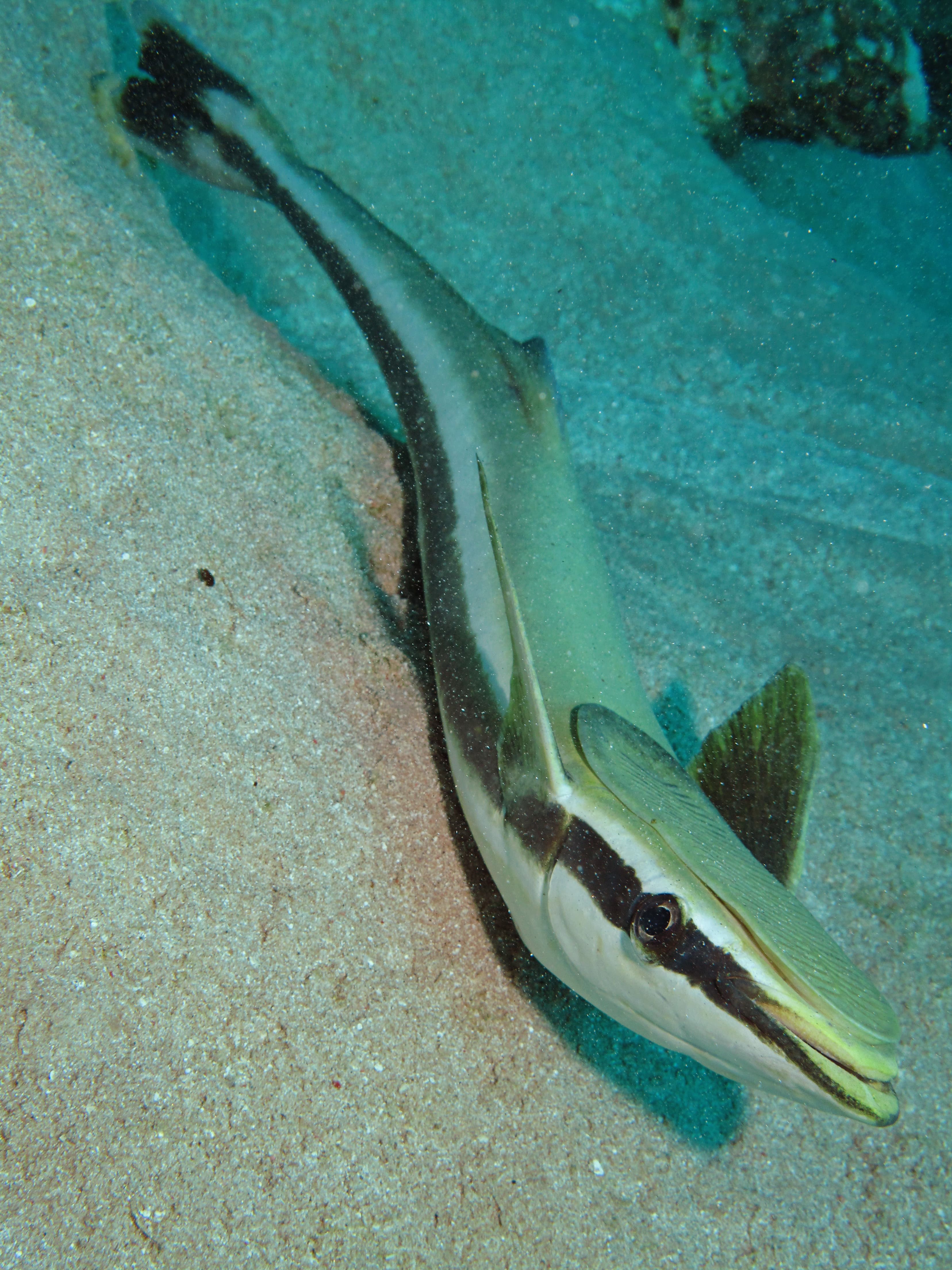 Live Sharksucker (Echeneis naucrates)