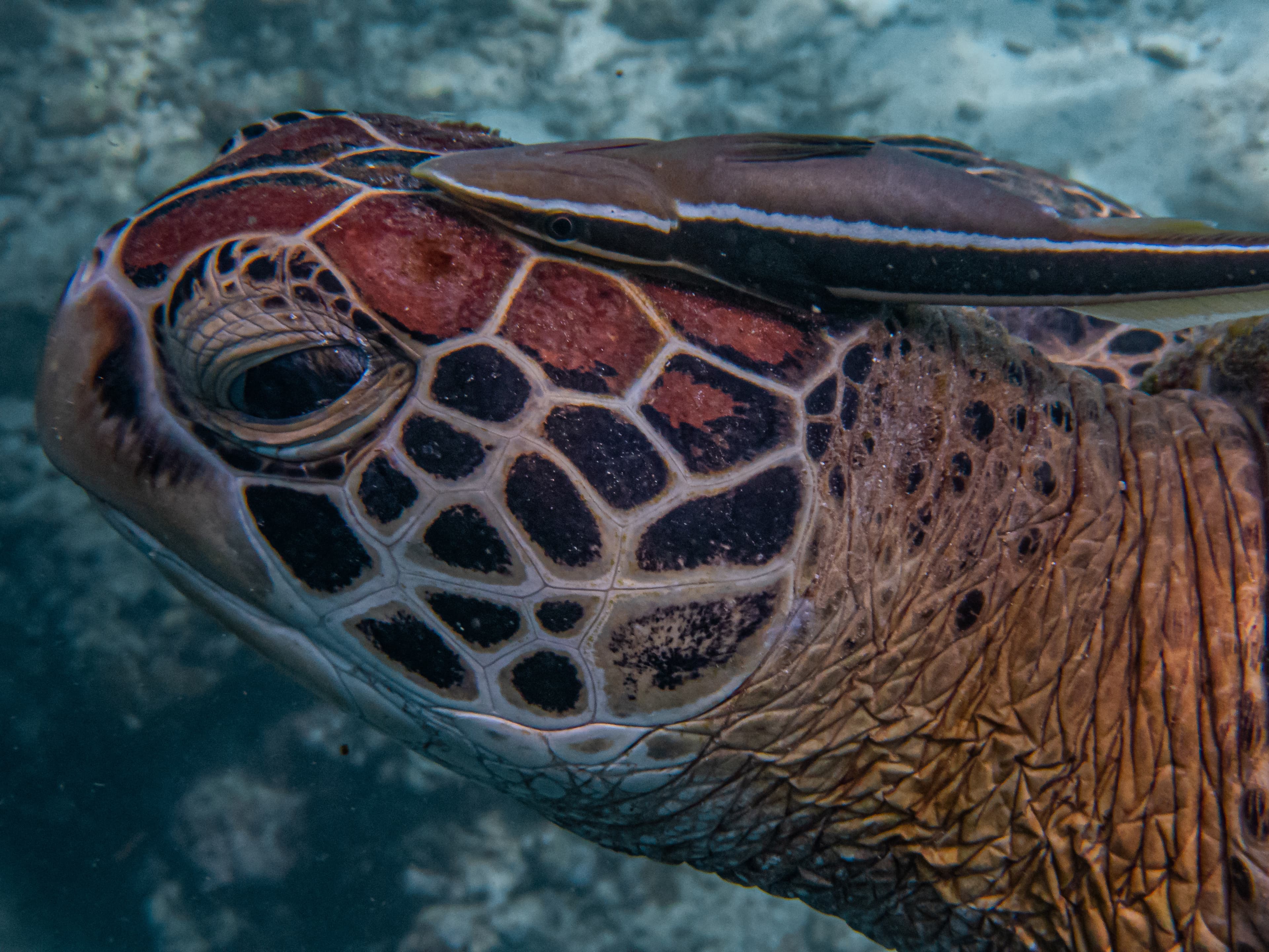 Live Sharksucker (Echeneis naucrates) attaches itself on top of a green sea turtle's head