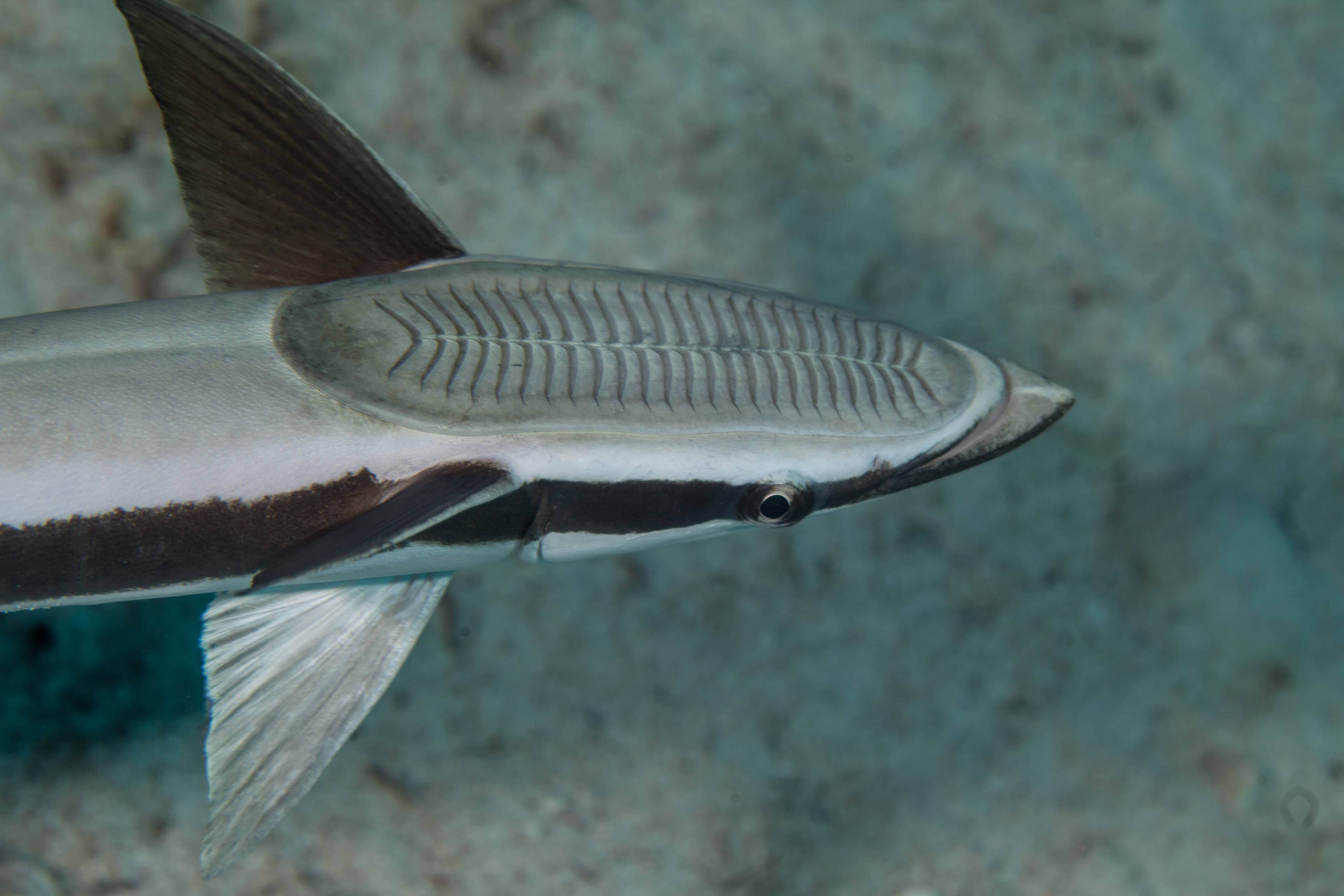 Live Sharksucker or Slender Sharksucker (Echeneis naucrates)