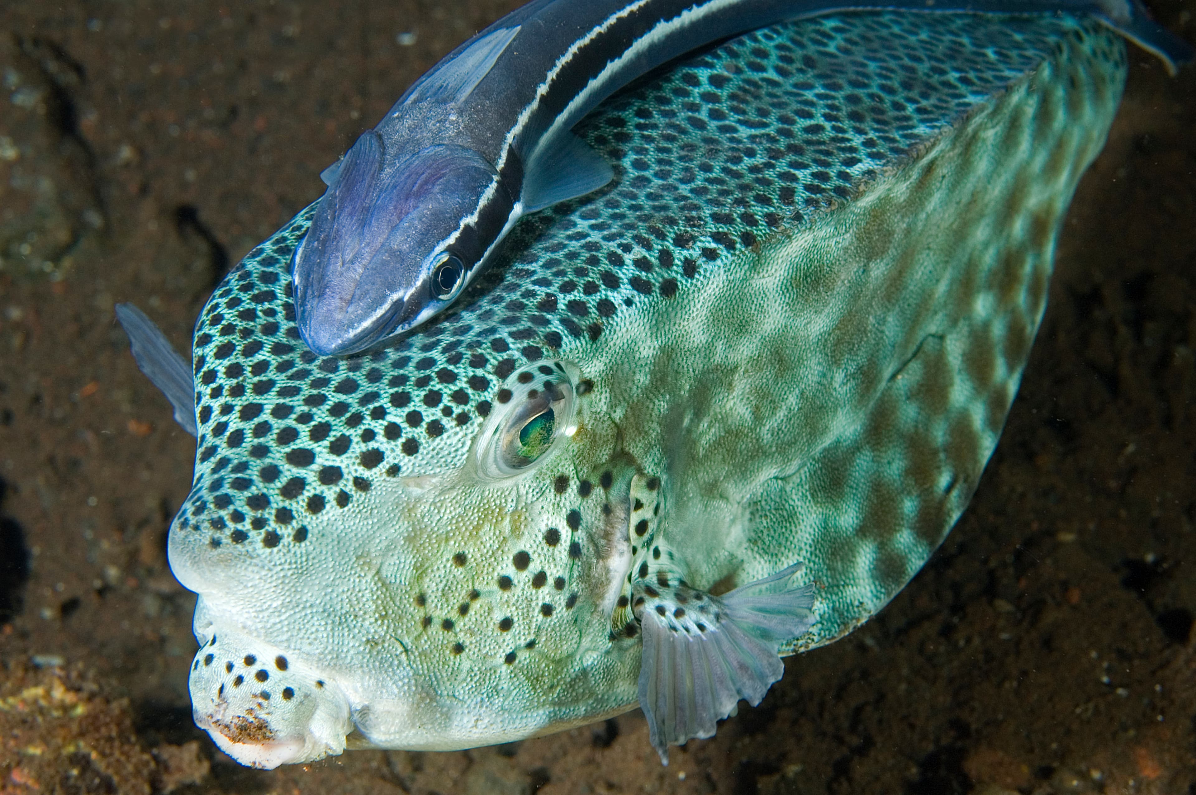 Largenose Boxfish (Rhynchostracion rhinorhynchus) and Live Sharksucker (Echeneis naucrates), Bali Indonesia