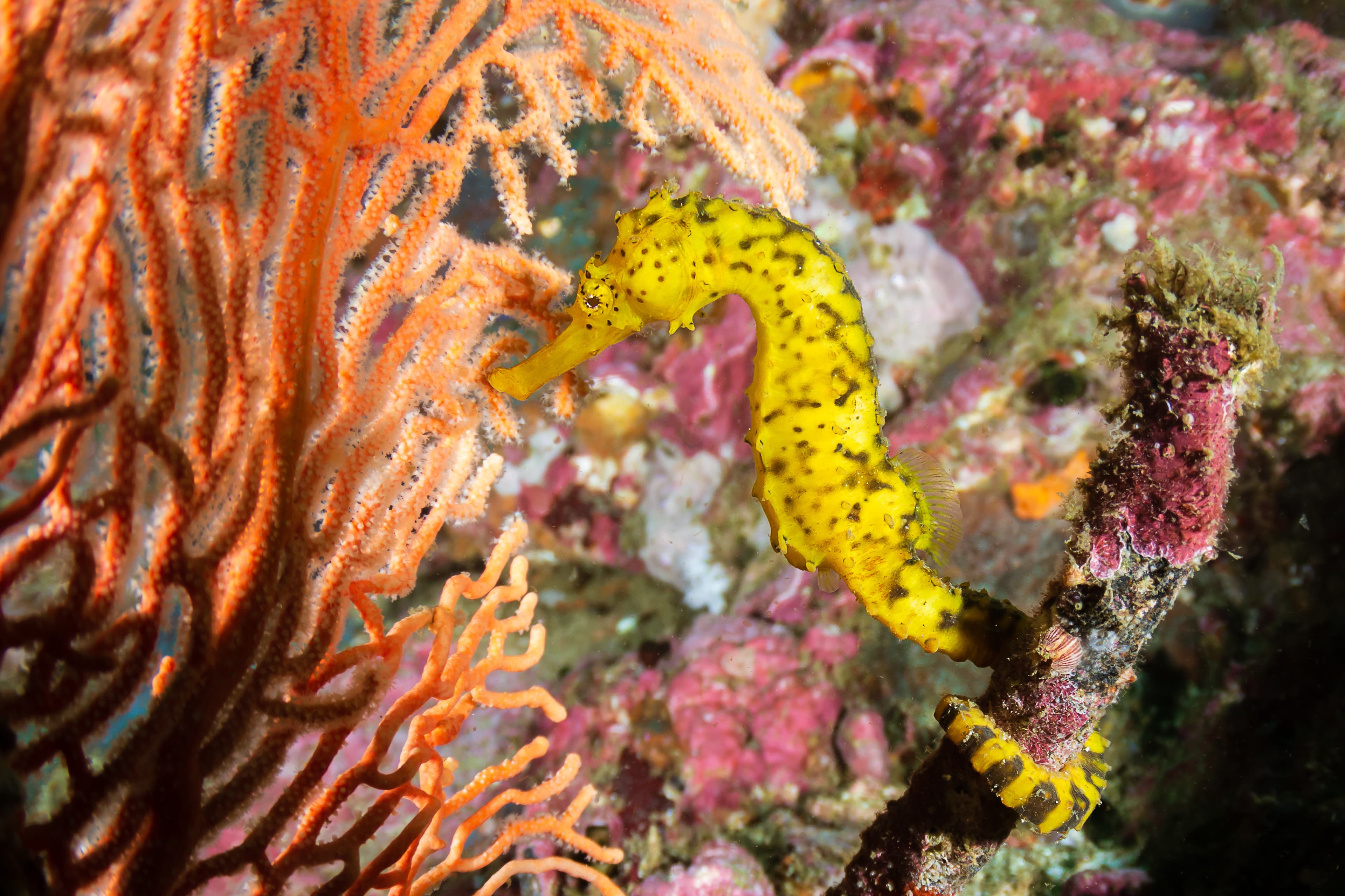 Beautiful Tiger Tail Seahorse on a tropical coral reef in Thailand