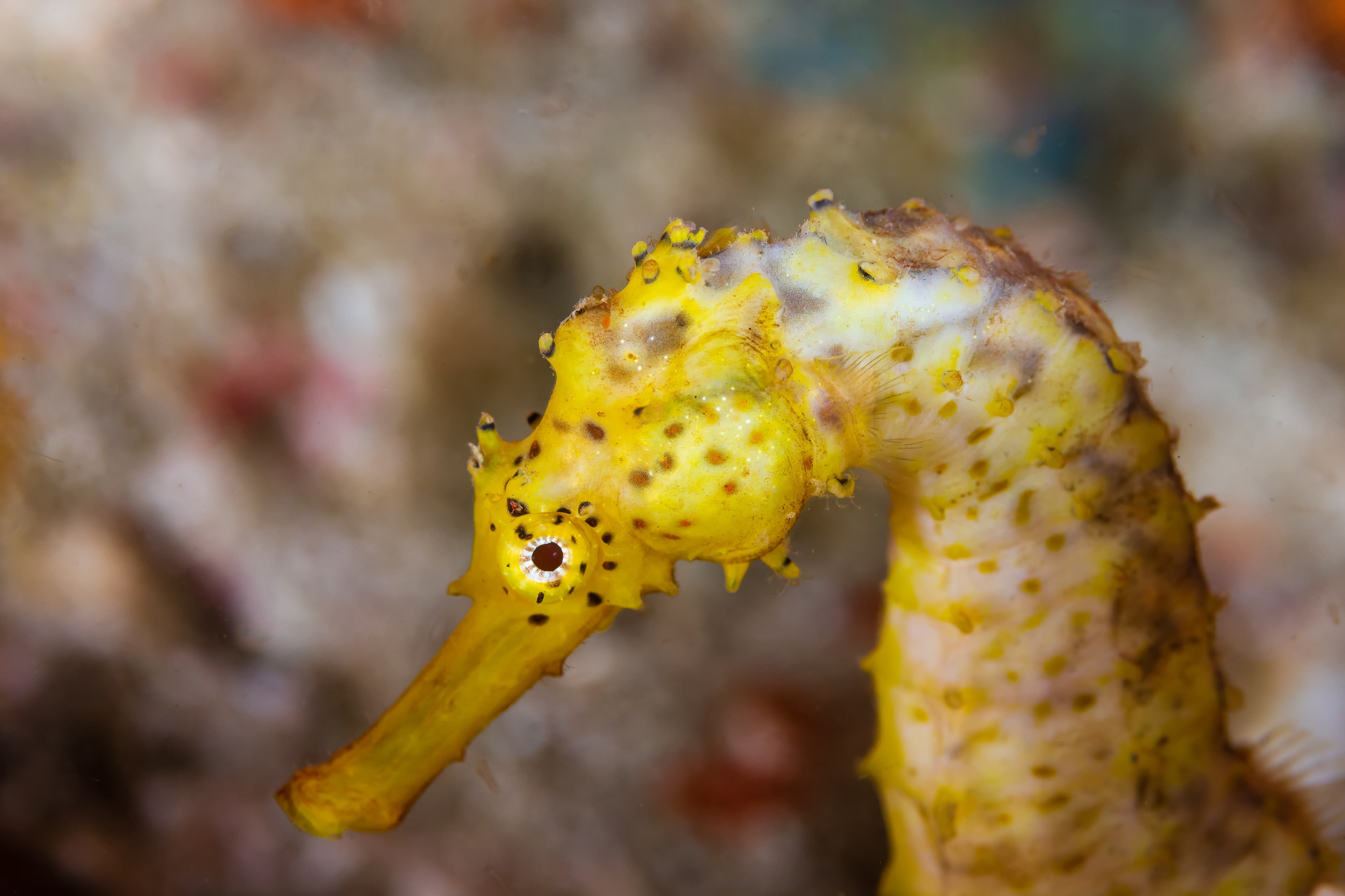 Beautiful, yellow Tiger Tail seahorse on a tropical coral reef