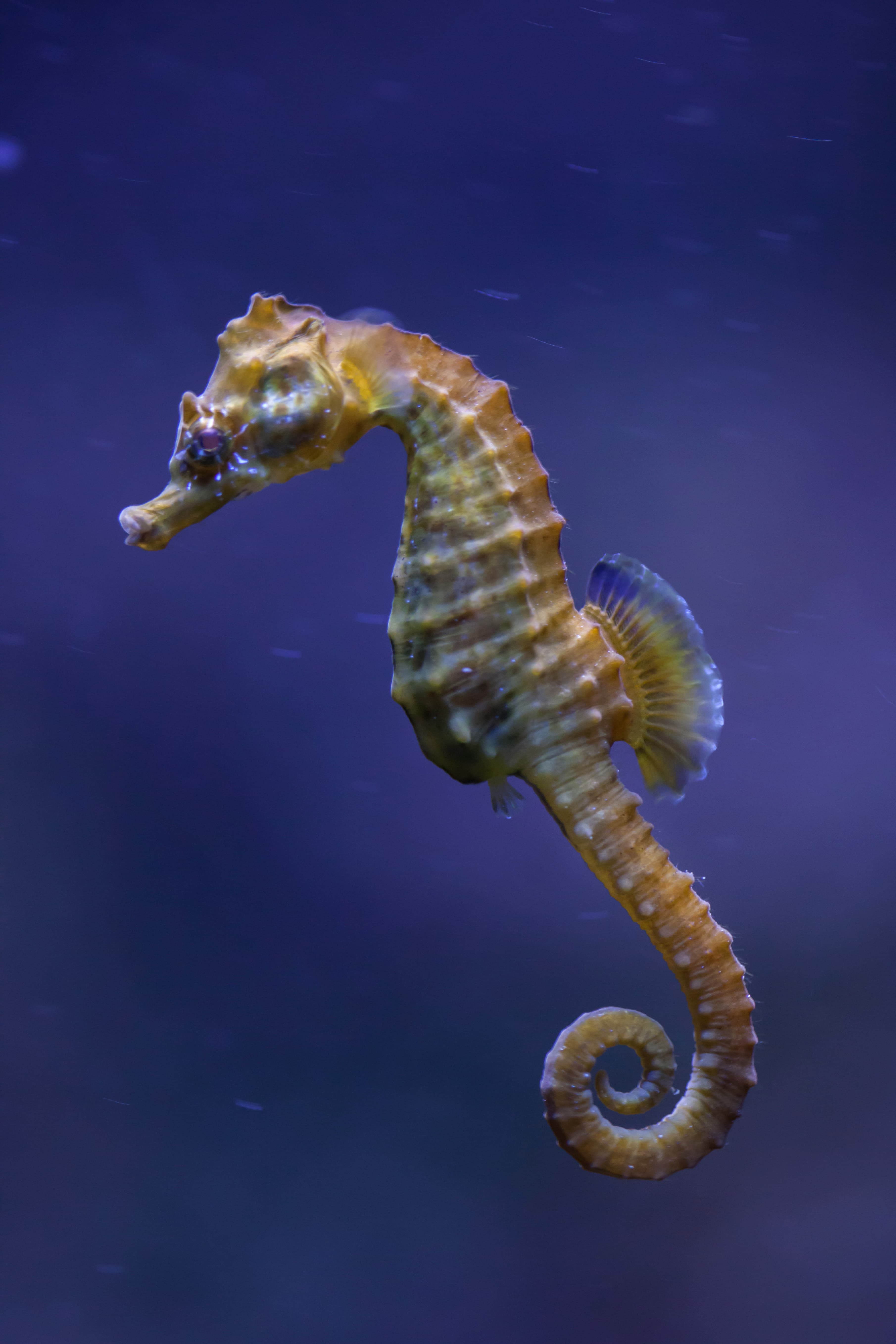 Short-snouted Seahorse (Hippocampus hippocampus)