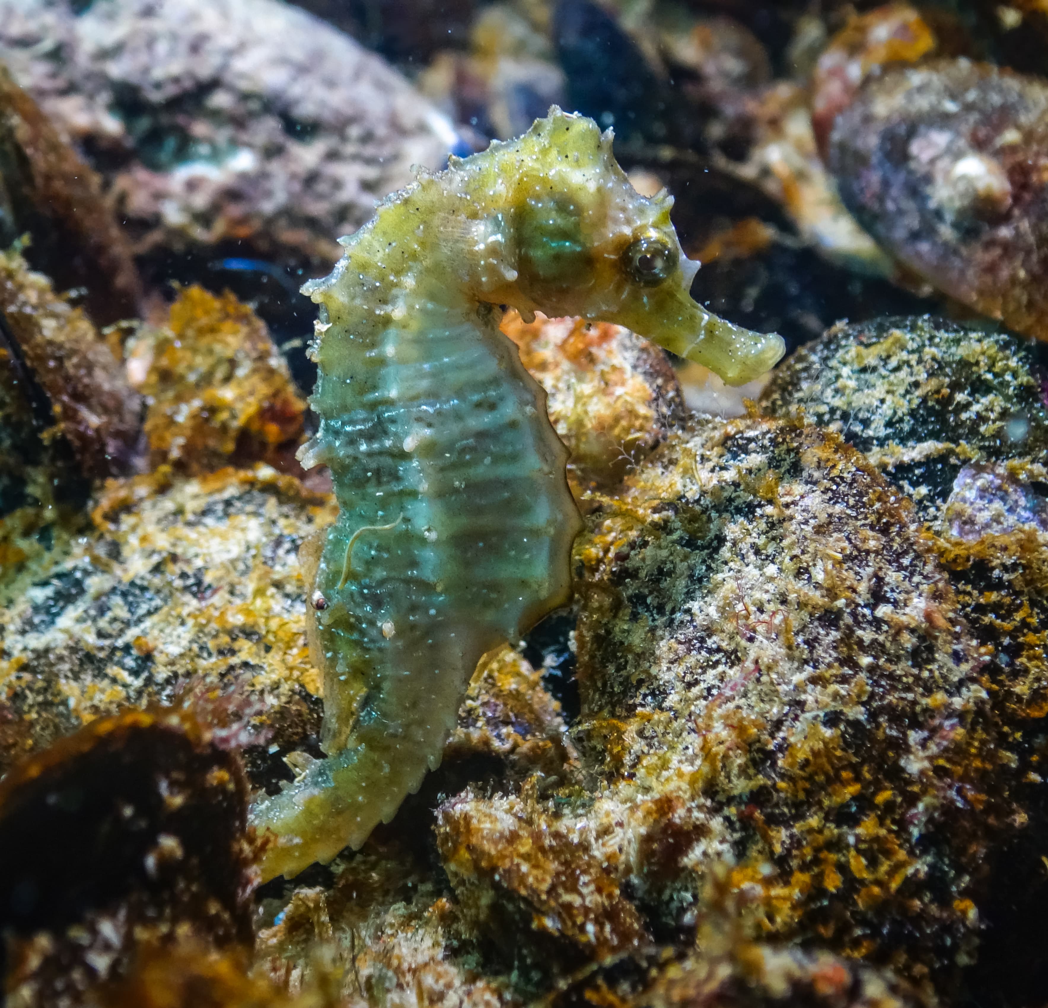 Short-snouted Seahorse (Hippocampus hippocampus) on the seabed