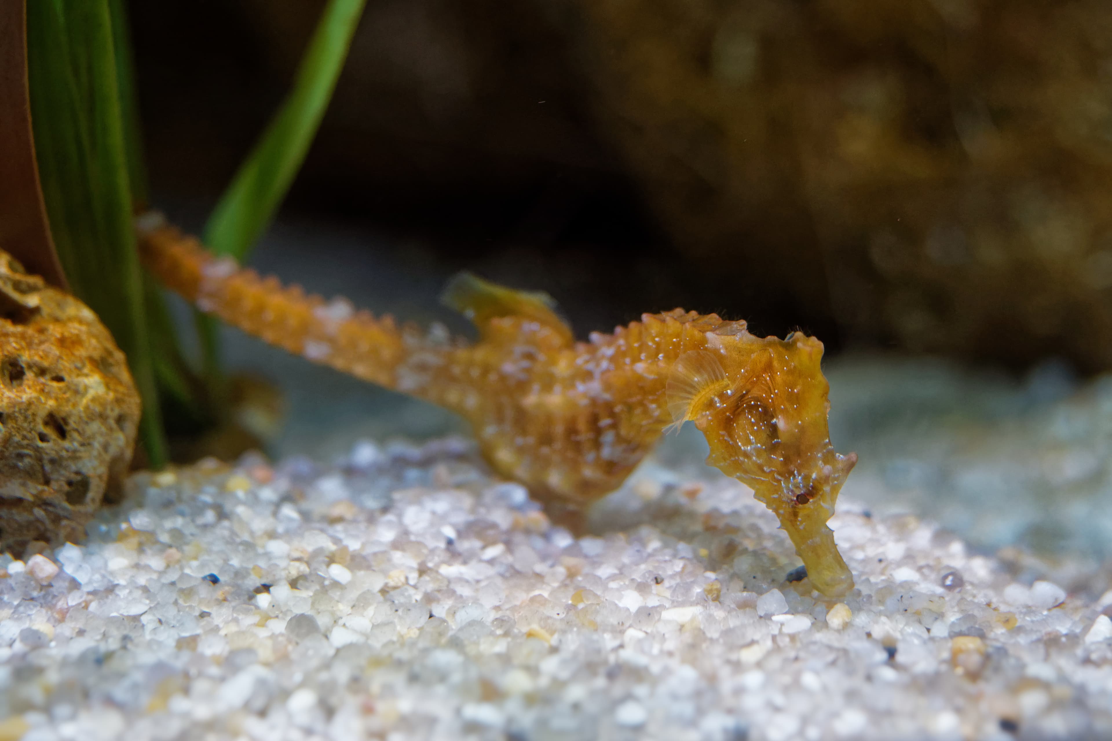 Short-snouted Seahorse (Hippocampus hippocampus). It is endemic to the Mediterranean Sea and parts of the North Atlantic, Italy, Canary Islands