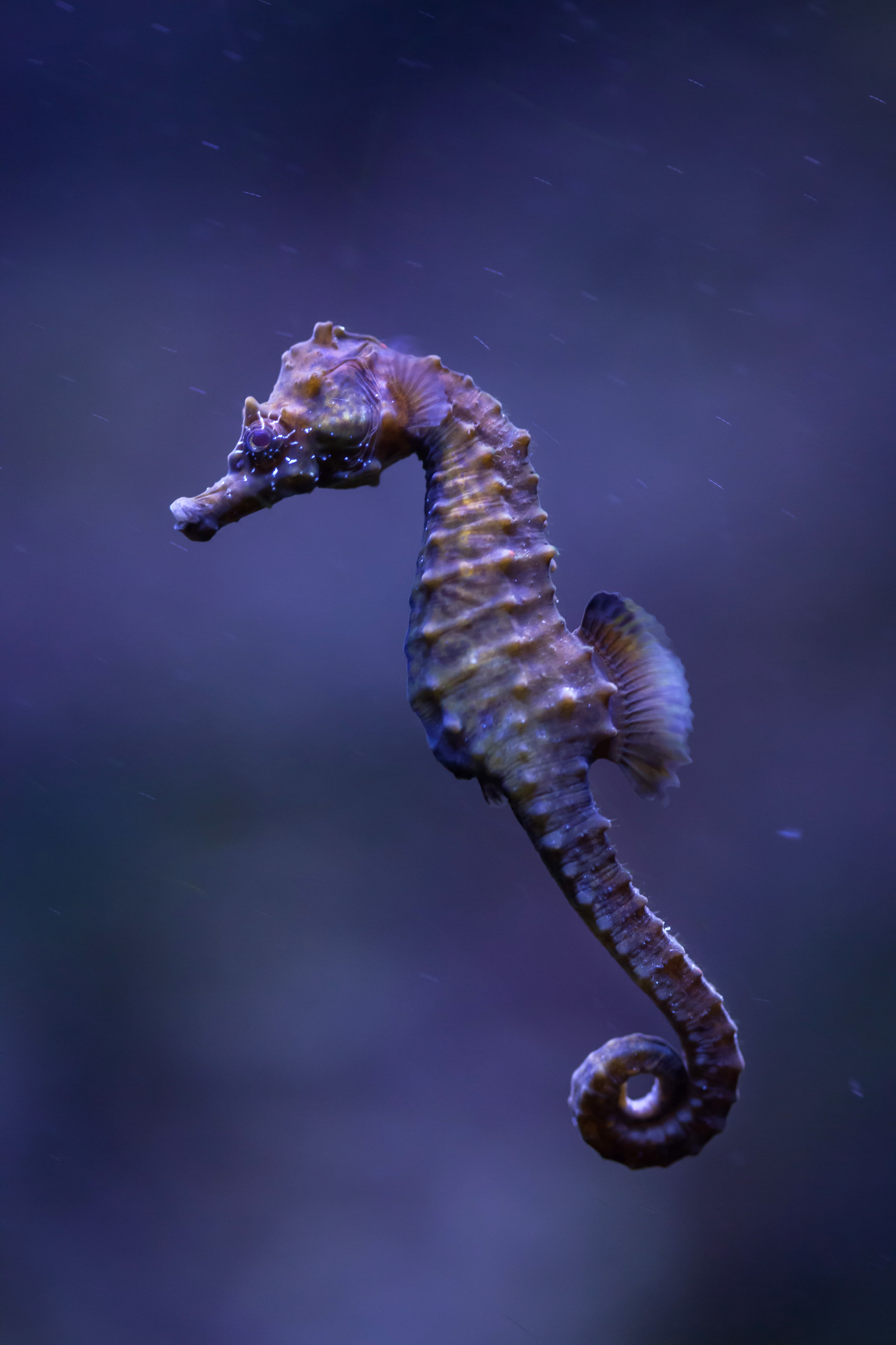 Short-snouted Seahorse (Hippocampus hippocampus)