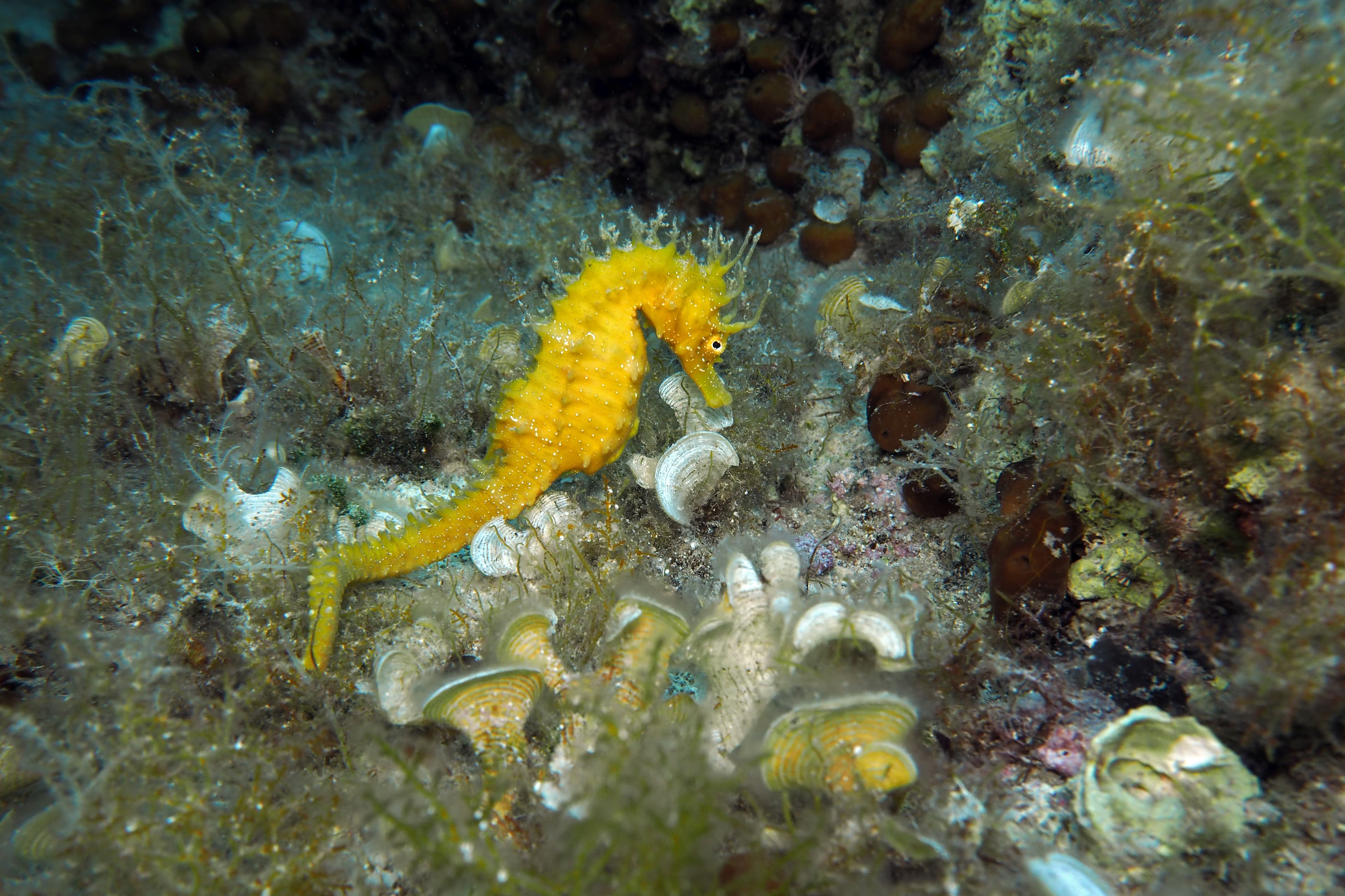 Long-snouted Seahorse (Hippocampus guttulatus) in Adriatic sea, Croatia
