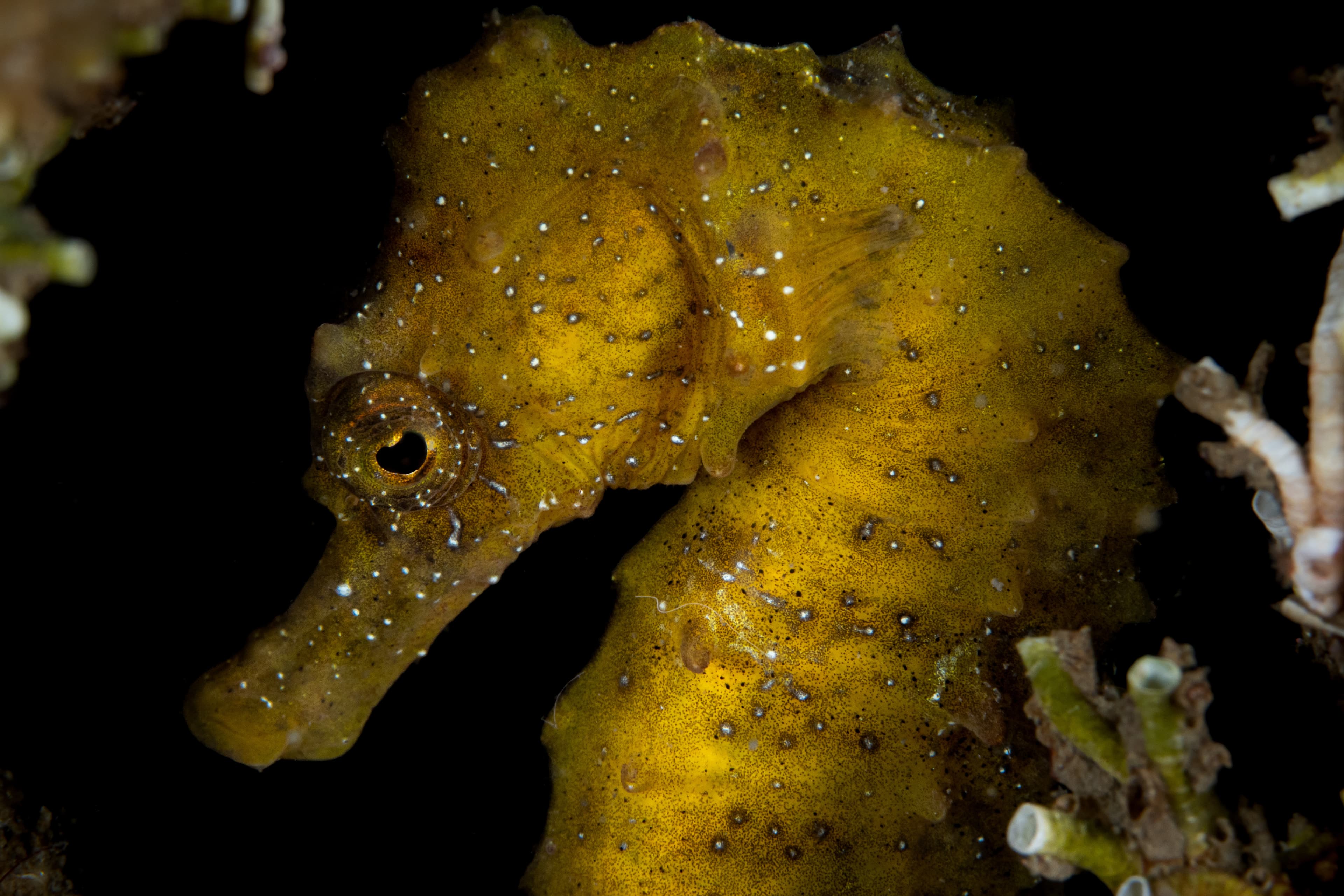 Long-snouted Seahorse (Hippocampus guttulatus) of the Mediterranean Sea