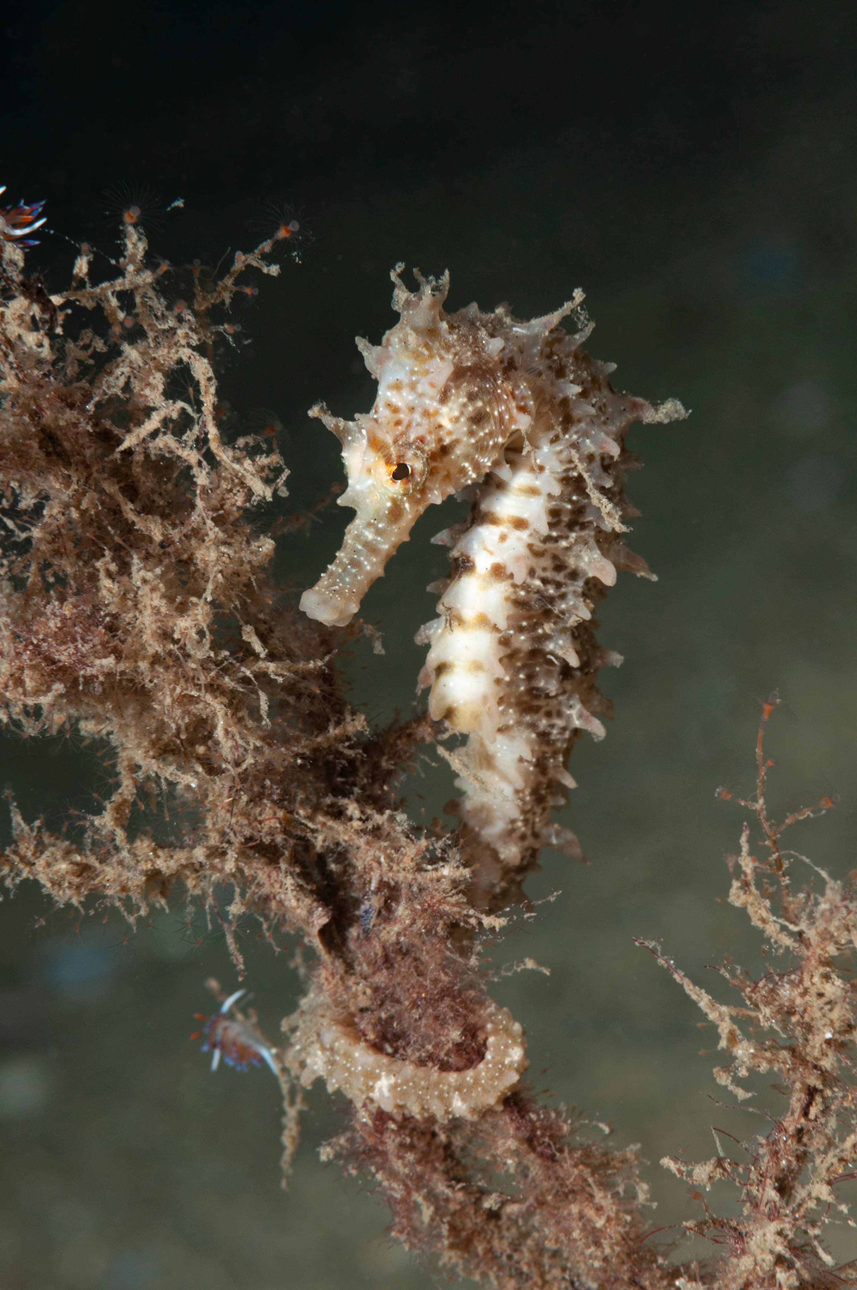 Long-snouted Seahorse (Hippocampus guttulatus)