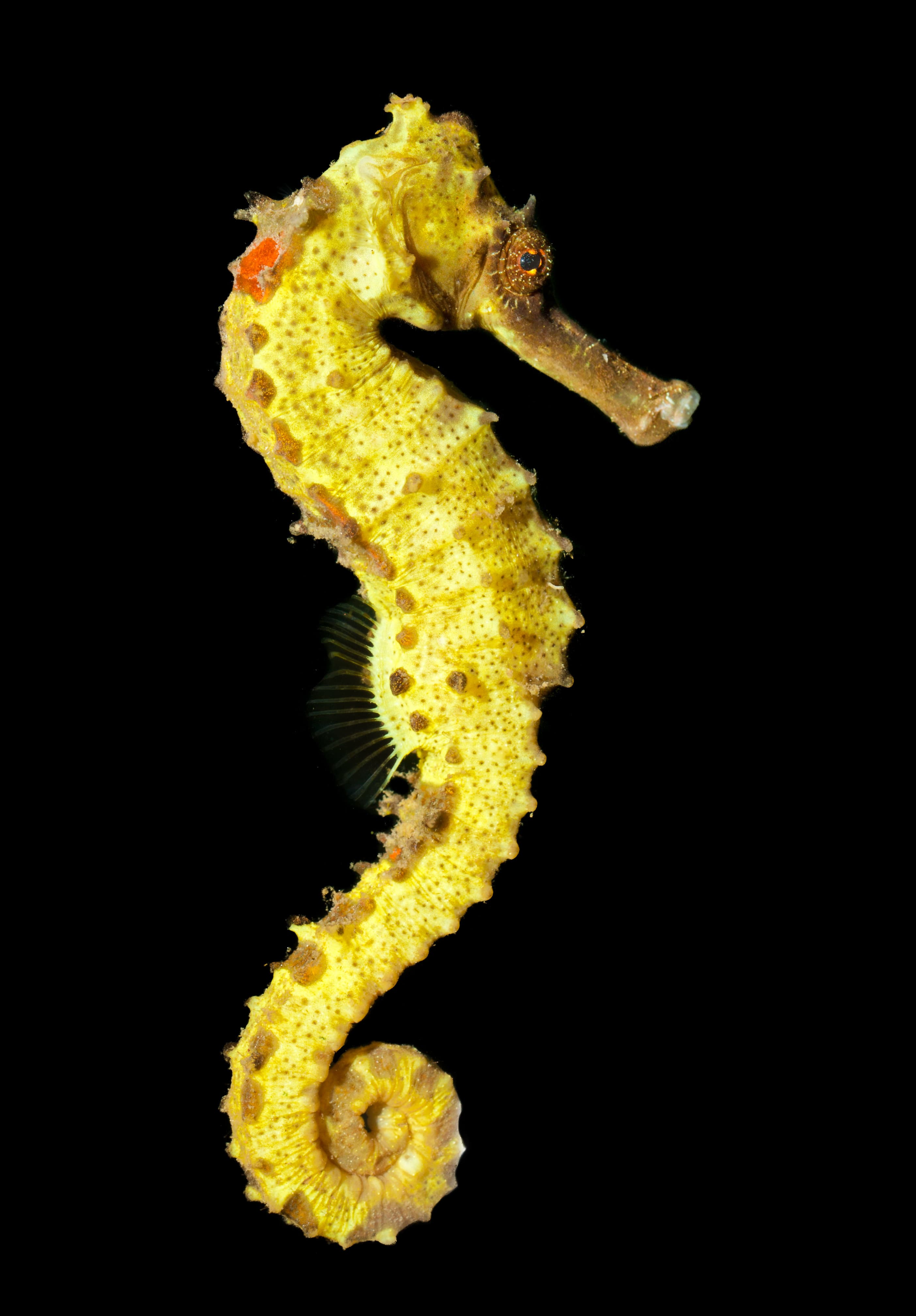 Yellow Seahorse (Hippocampus kuda)