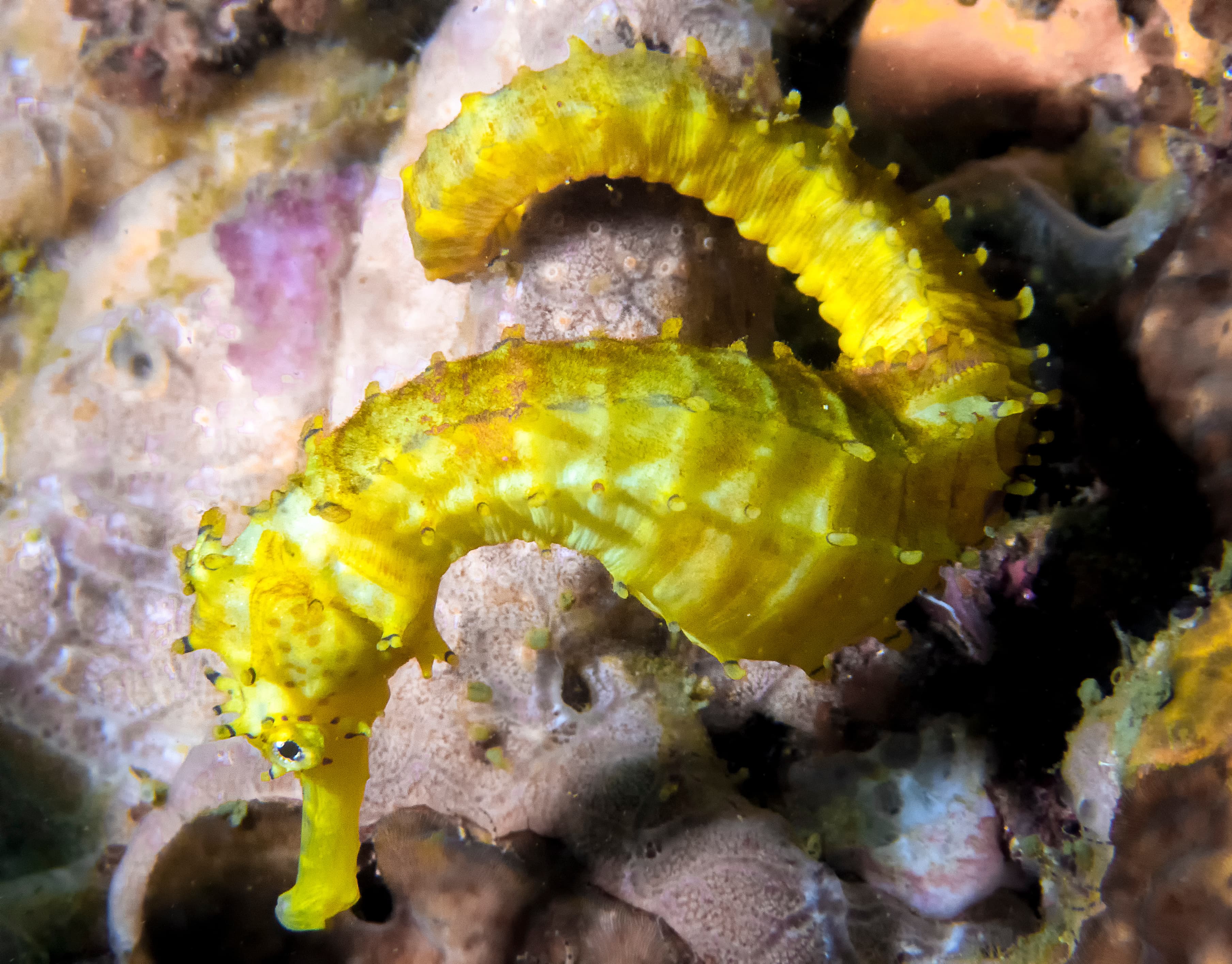 Yellow Seahorse (Hippocampus kuda)