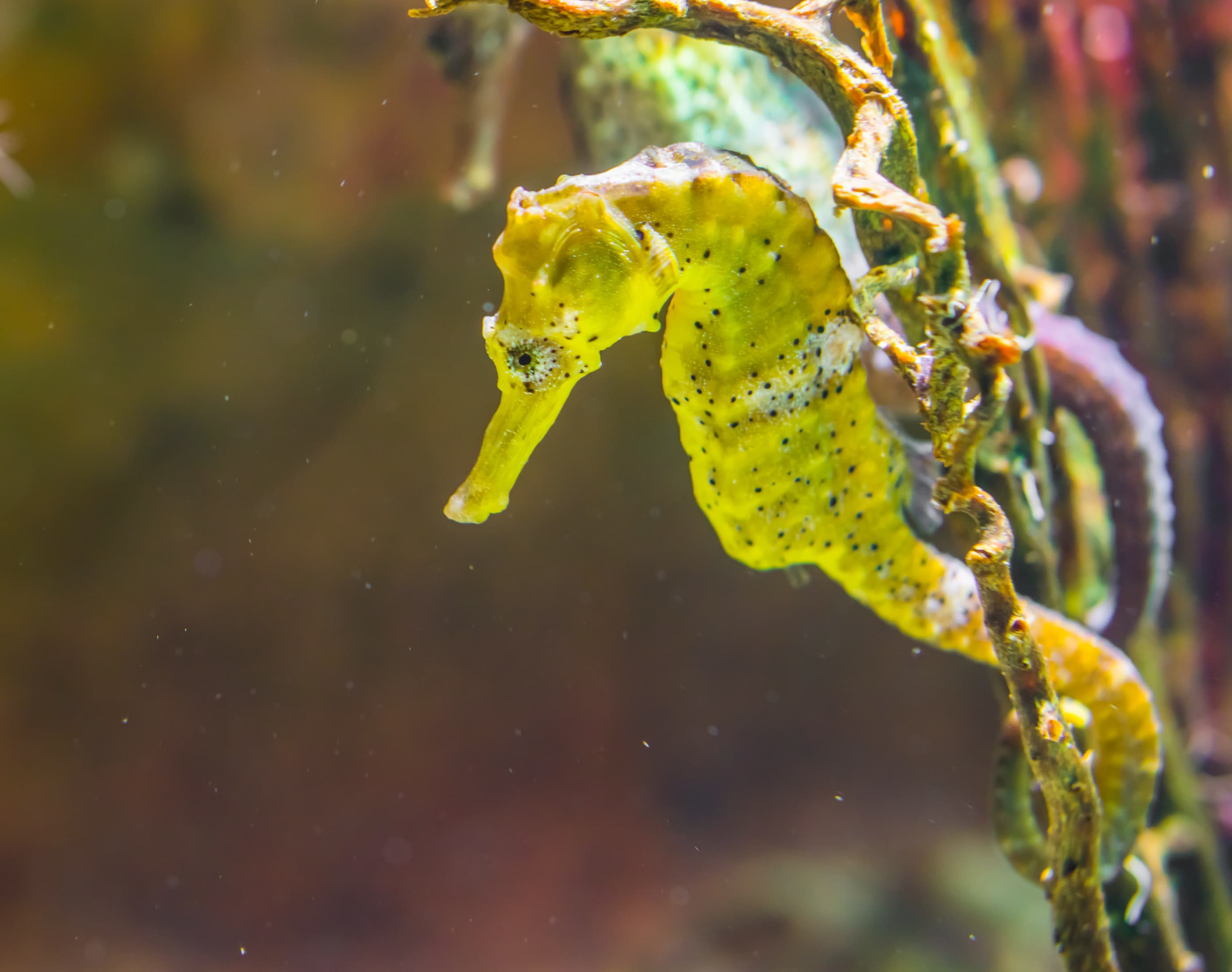 Estuary Seahorse (Hippocampus kuda) from the indo-pacific ocean