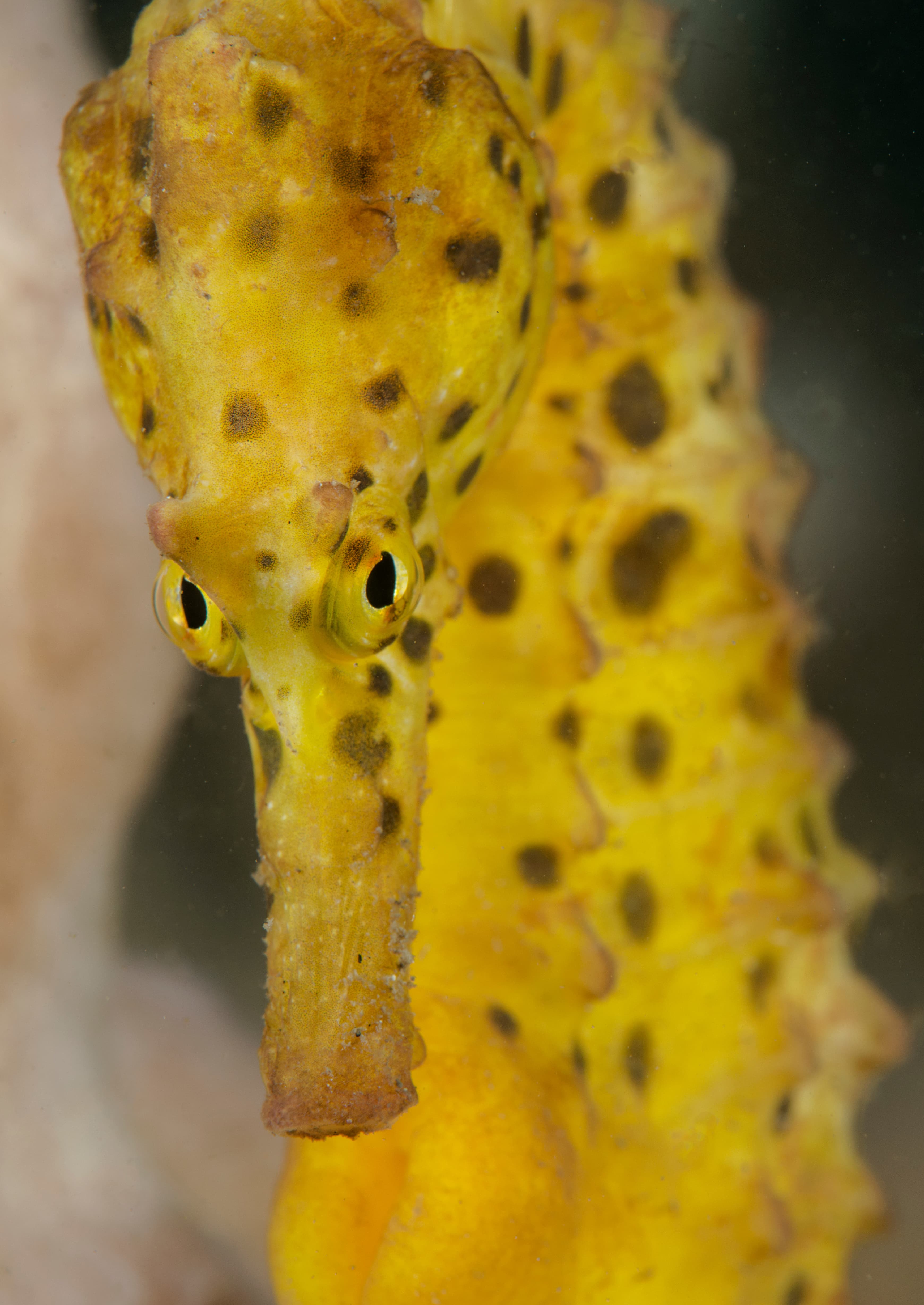 Yellow Seahorse close up