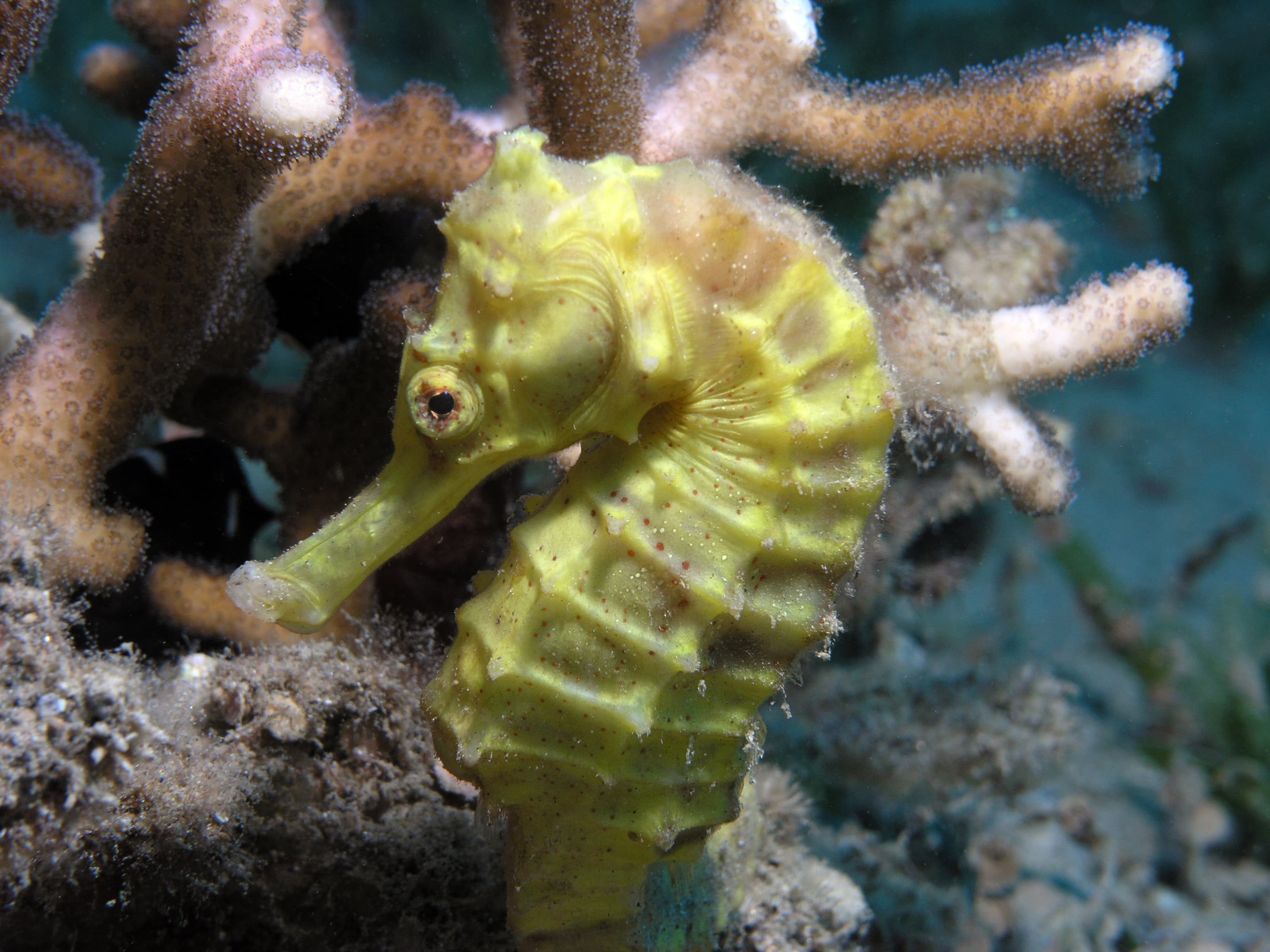 Sea Pony (Hippocampus fuscus)