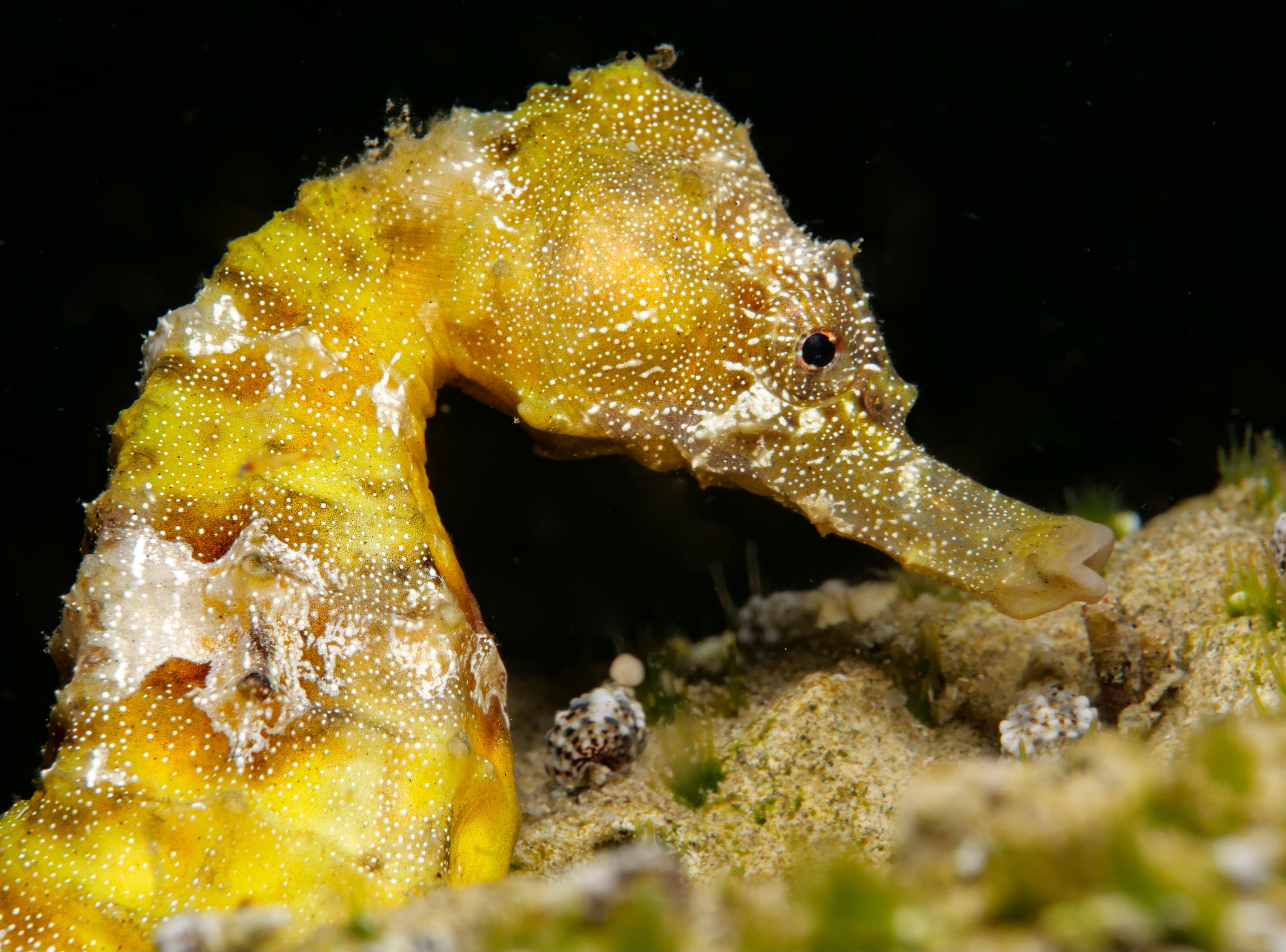 Sea Pony (Hippocampus fuscus) from Cyprus 