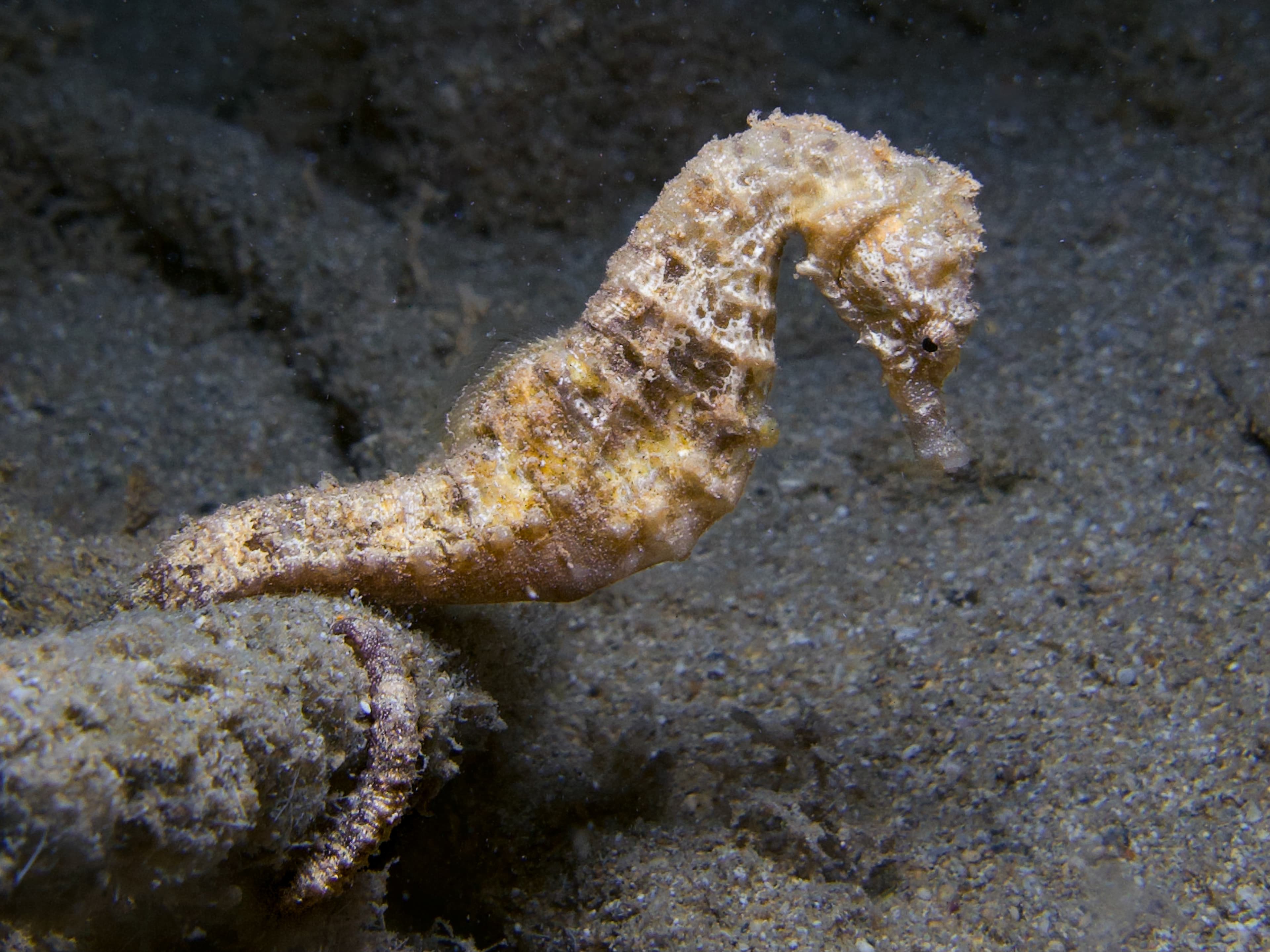 Sea Pony (Hippocampus fuscus) from the Mediterranean Sea