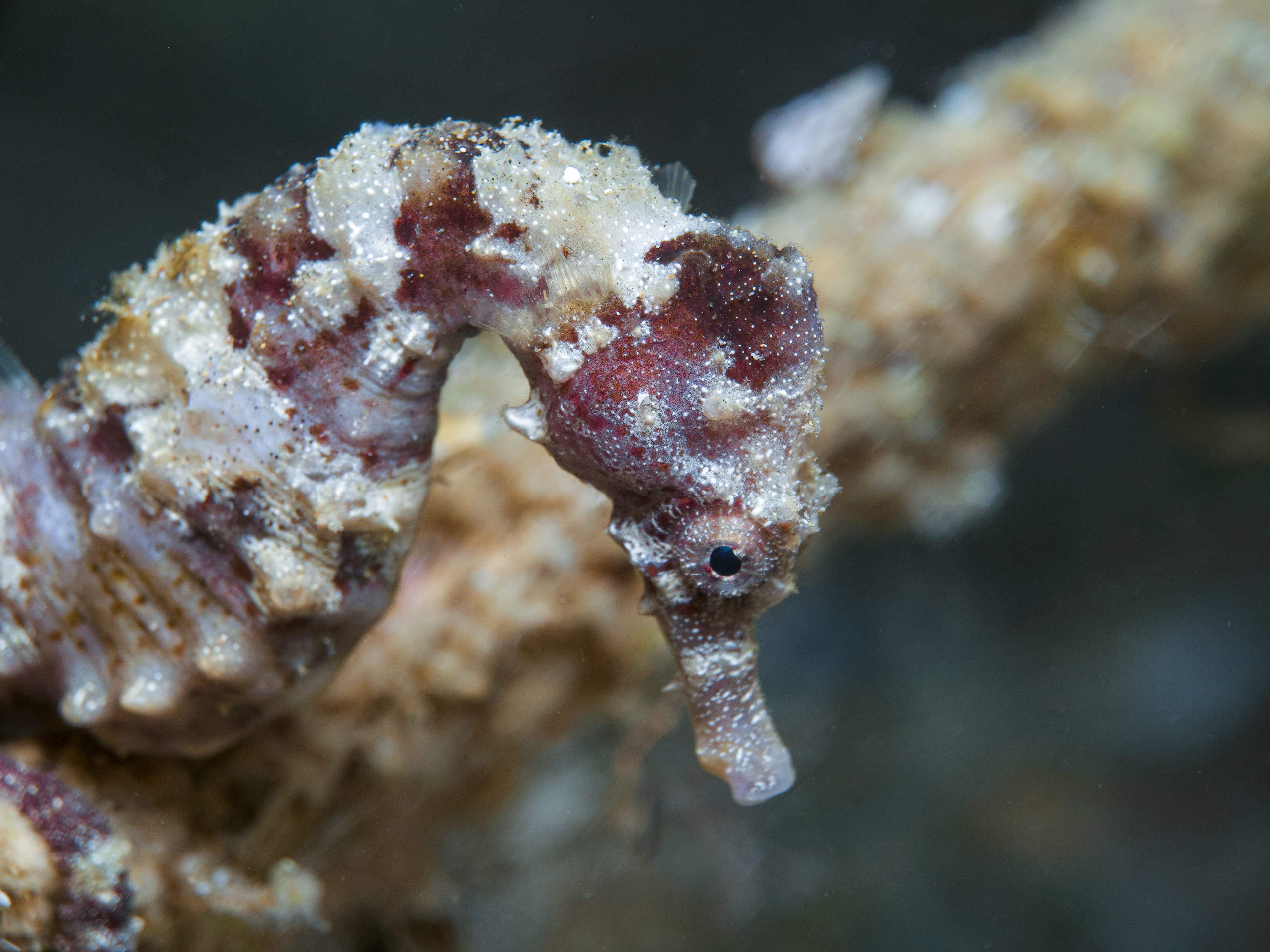 Seahorse from the Eastern Mediterranean Sea