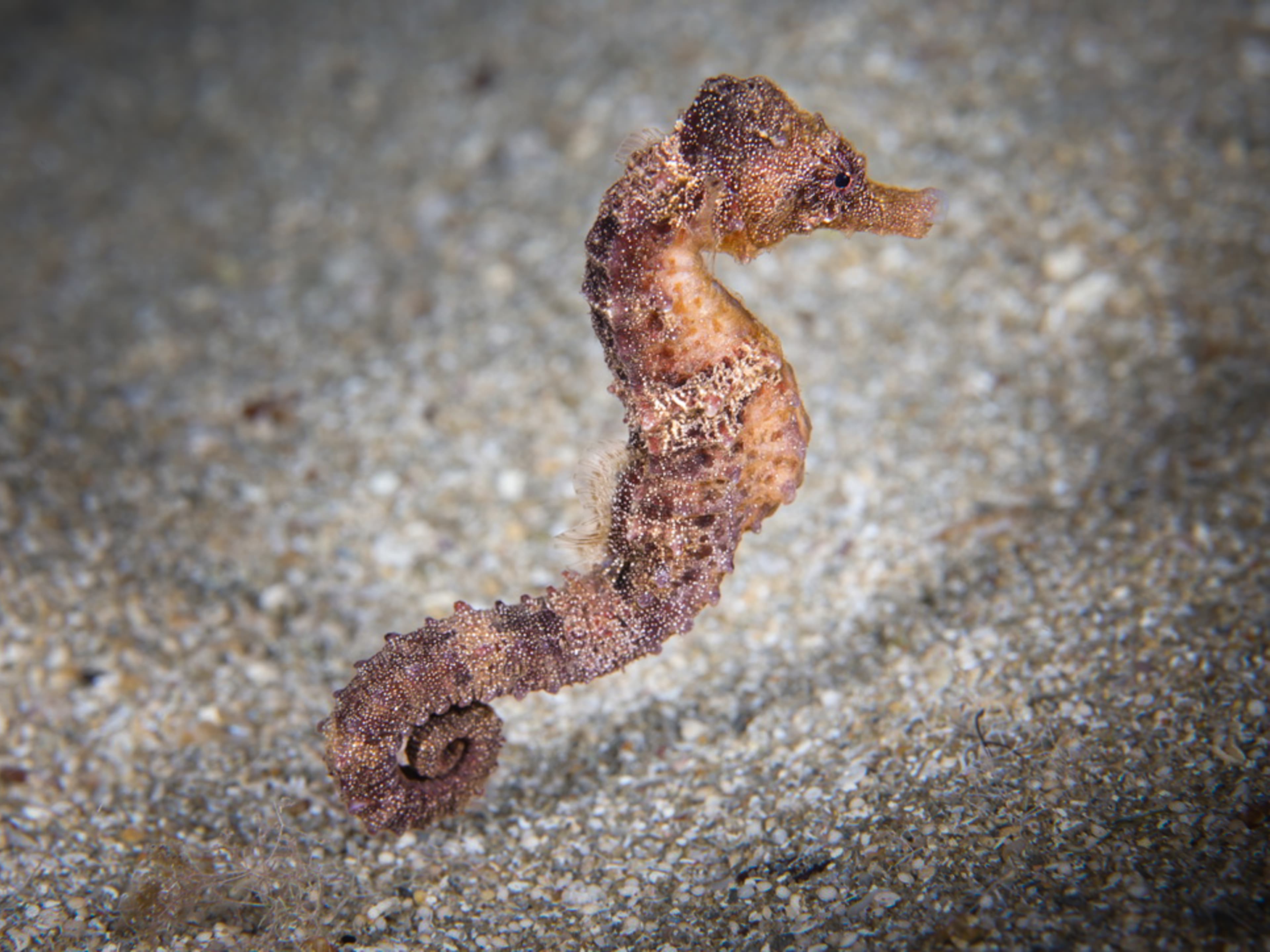 Sea Pony (Hippocampus fuscus) from the Mediterranean Sea