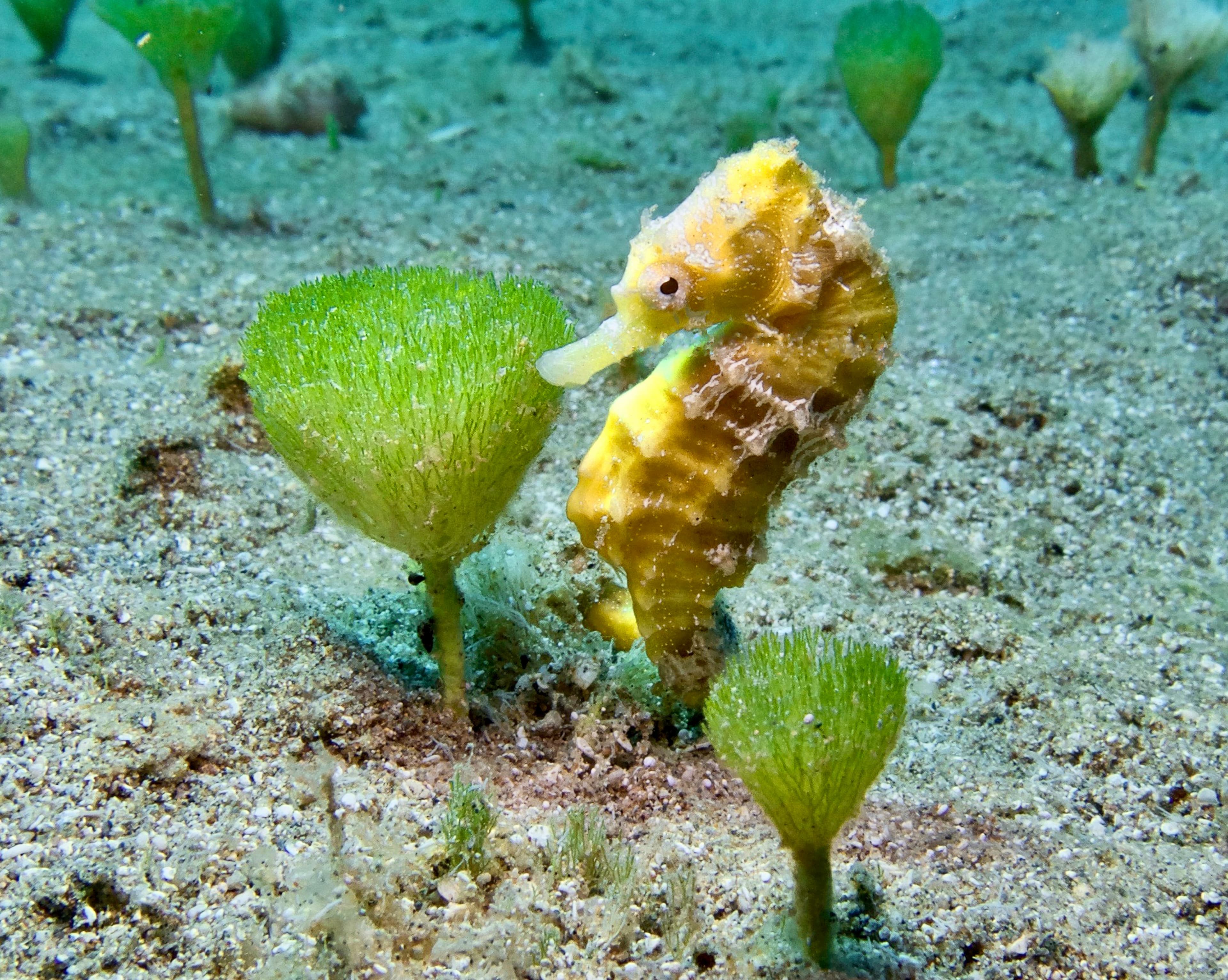 Sea Pony attached to a marine plant