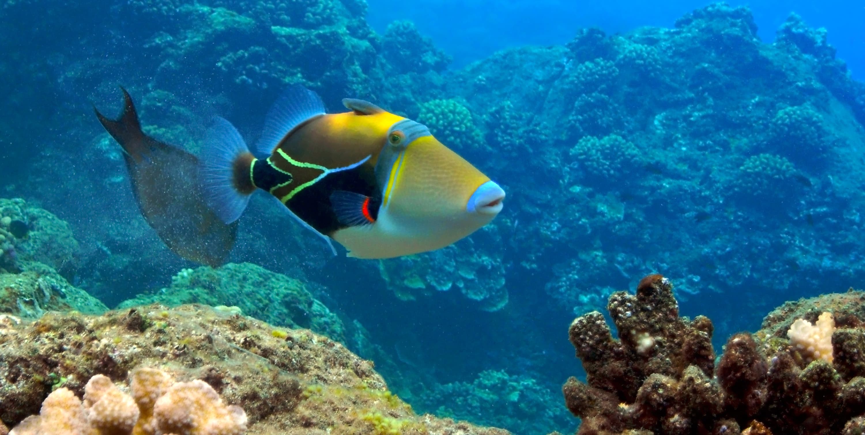 Wedgetail Triggerfish at Black Rock, Kaanapali, Maui