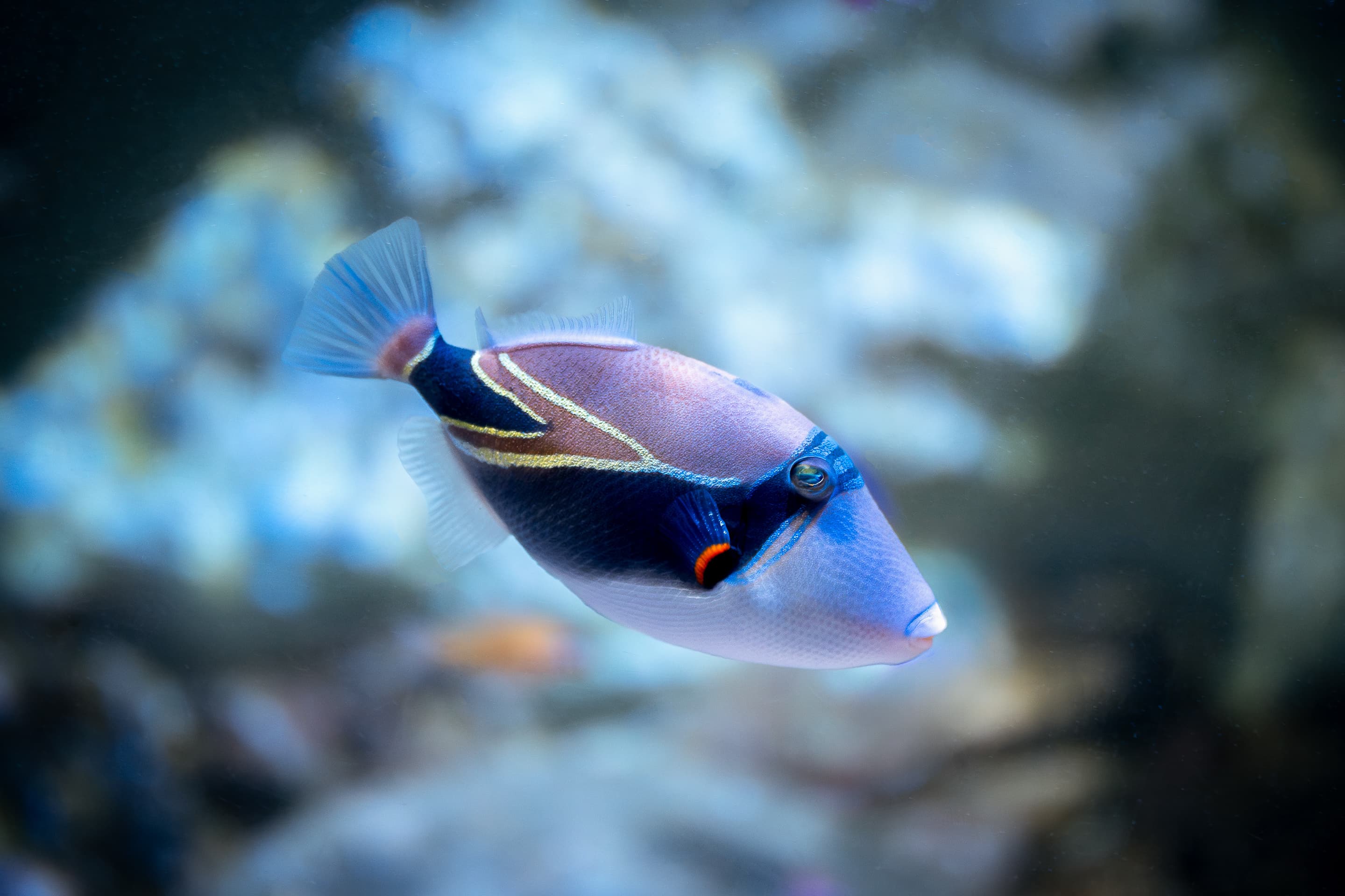 Wedgetail Triggerfish (Rhinecanthus rectangulus)