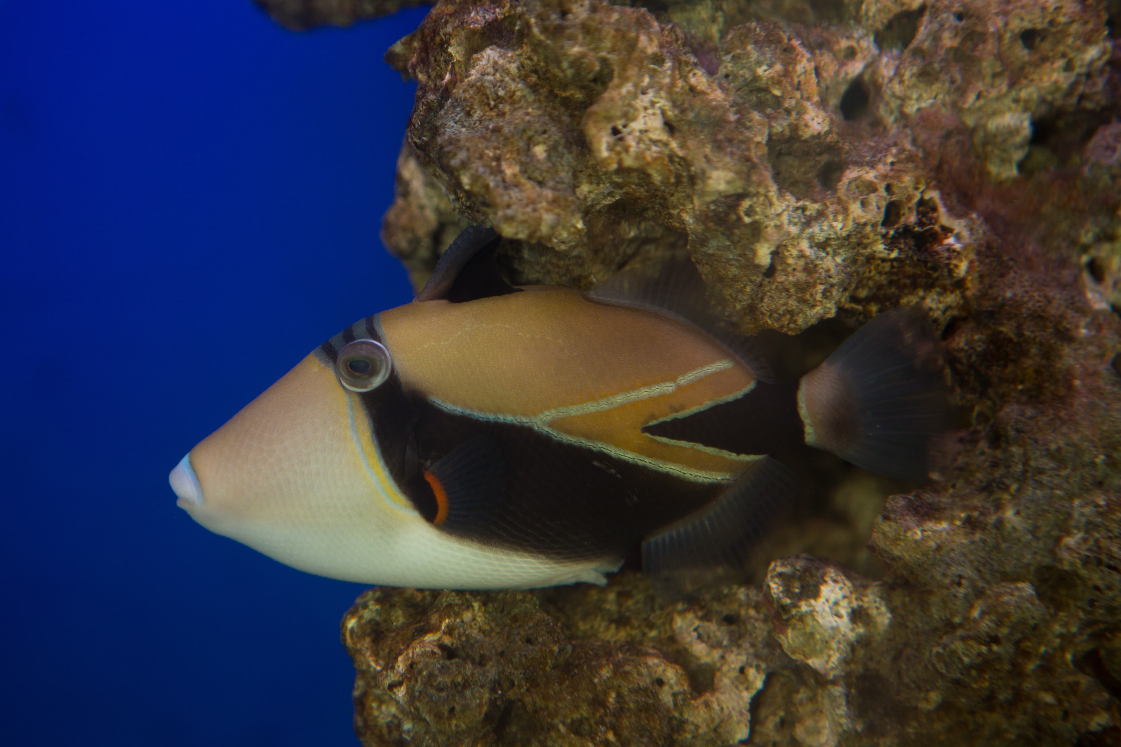 Wedgetail Triggerfish (Rhinecanthus aculeatus)