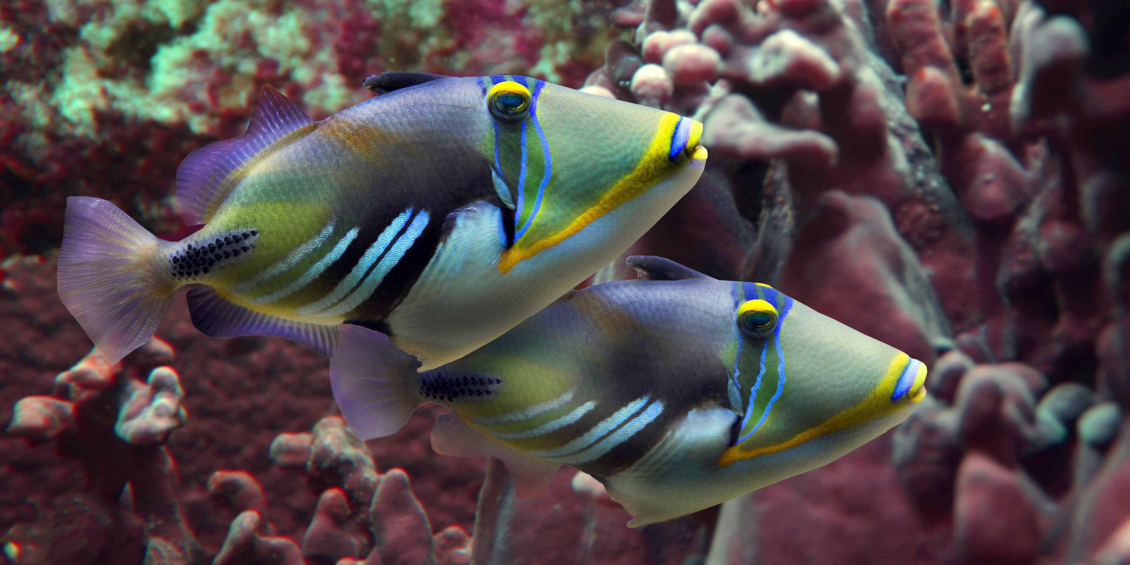 Picasso Triggerfish (Rhinecanthus aculeatus), Red Sea, Indo-Pacific