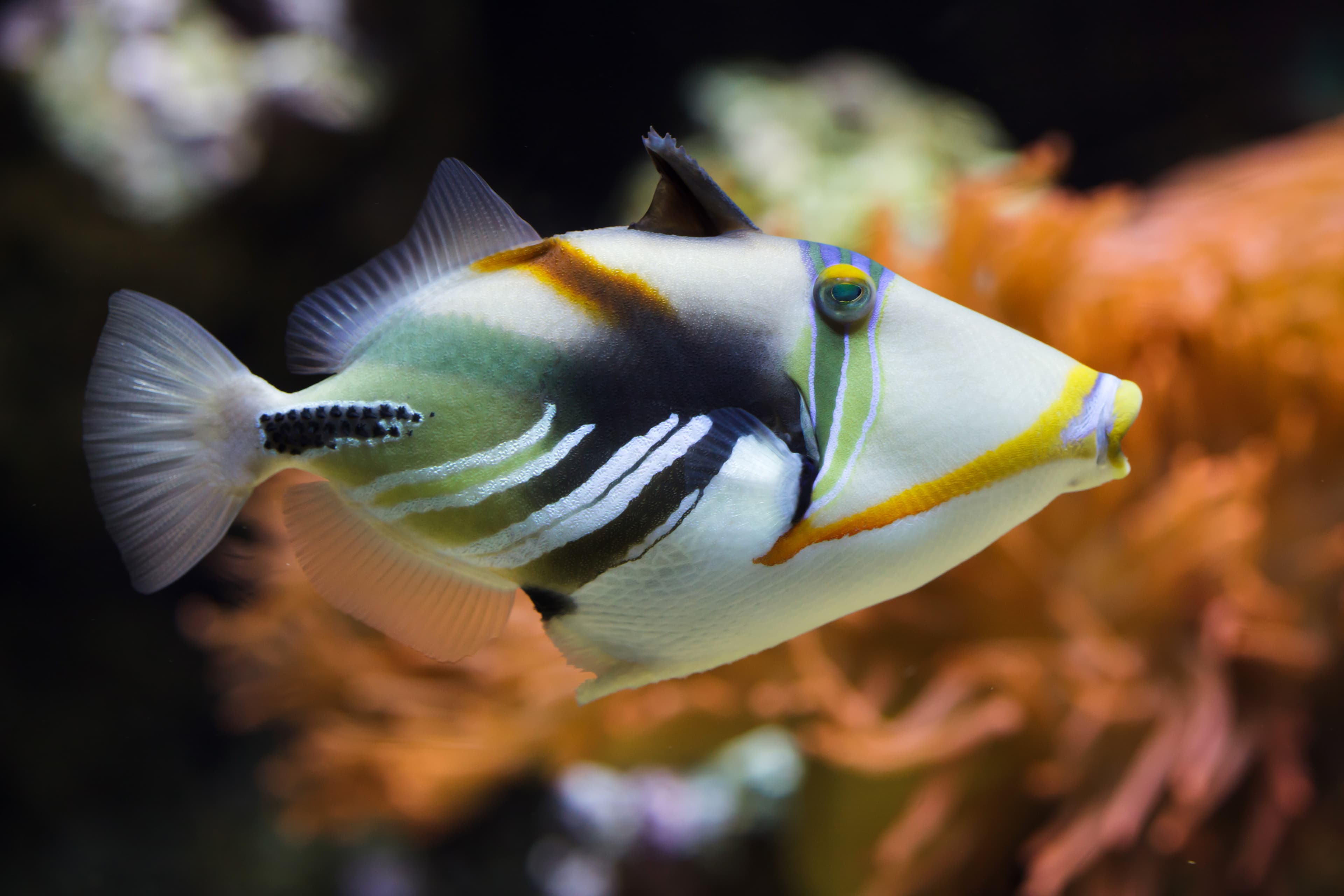 Lagoon triggerfish (Rhinecanthus aculeatus)