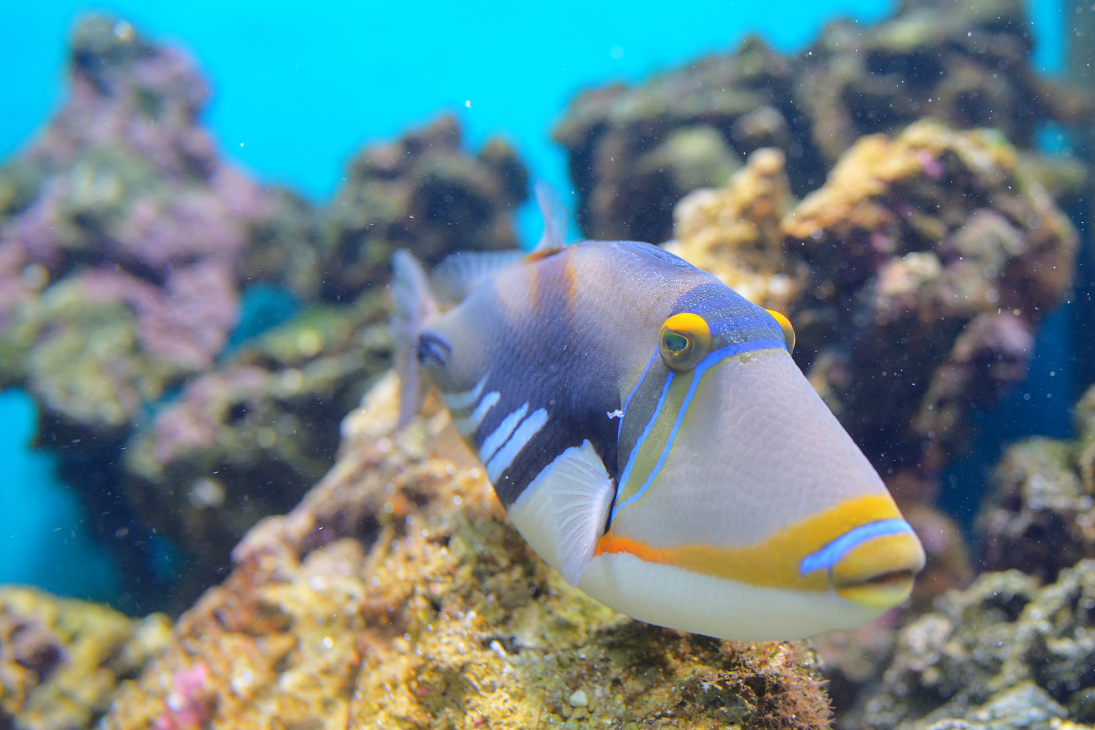 Picasso Triggerfish