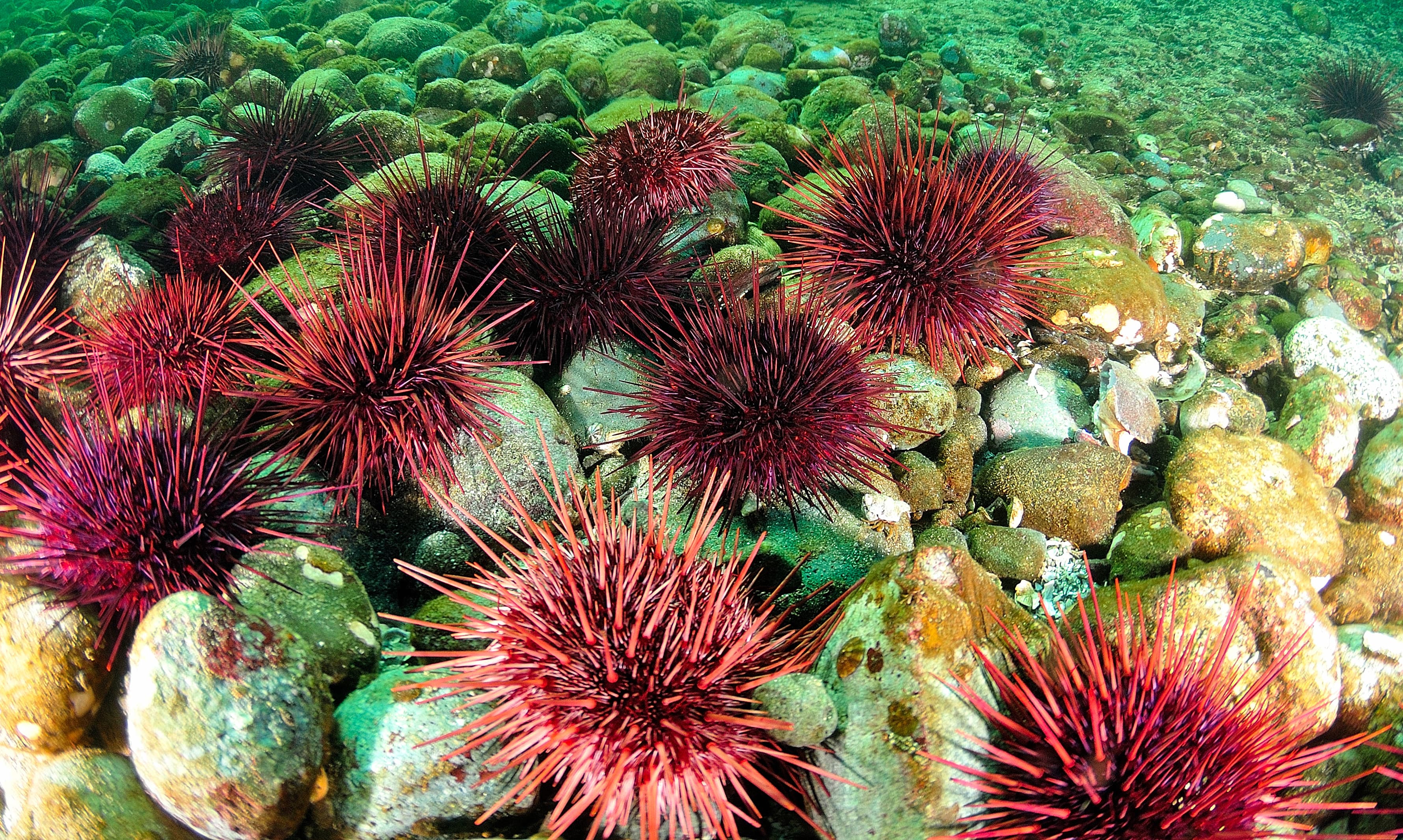 Group of Red Sea Urchins