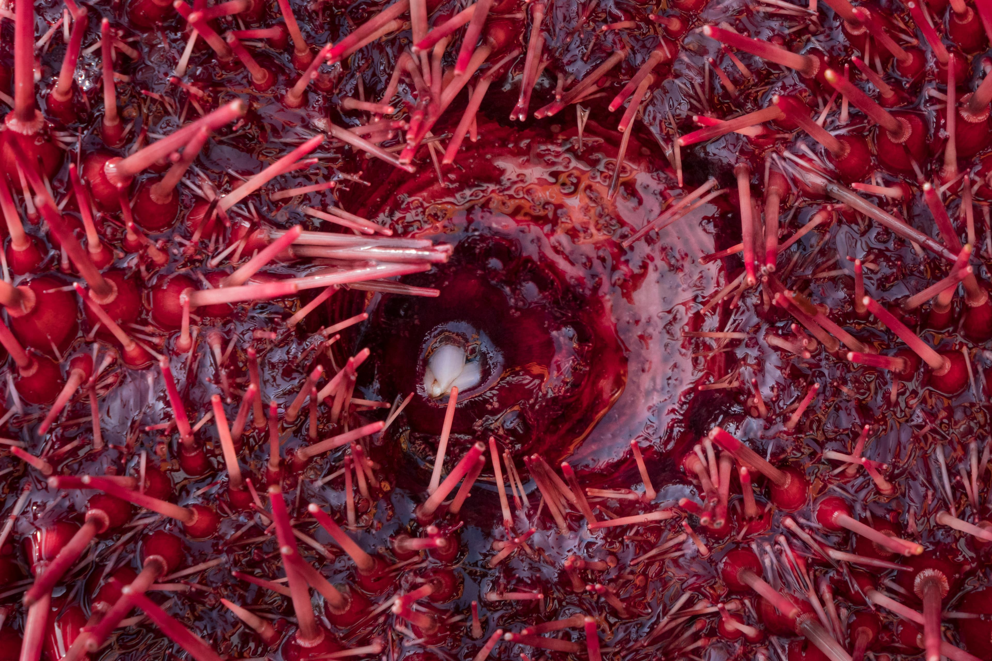 Close-up of a Red Sea Urchin (Mesocentrotus franciscanus) showing mouth and teeth, and spiny tube feet. Canada, British Columbia