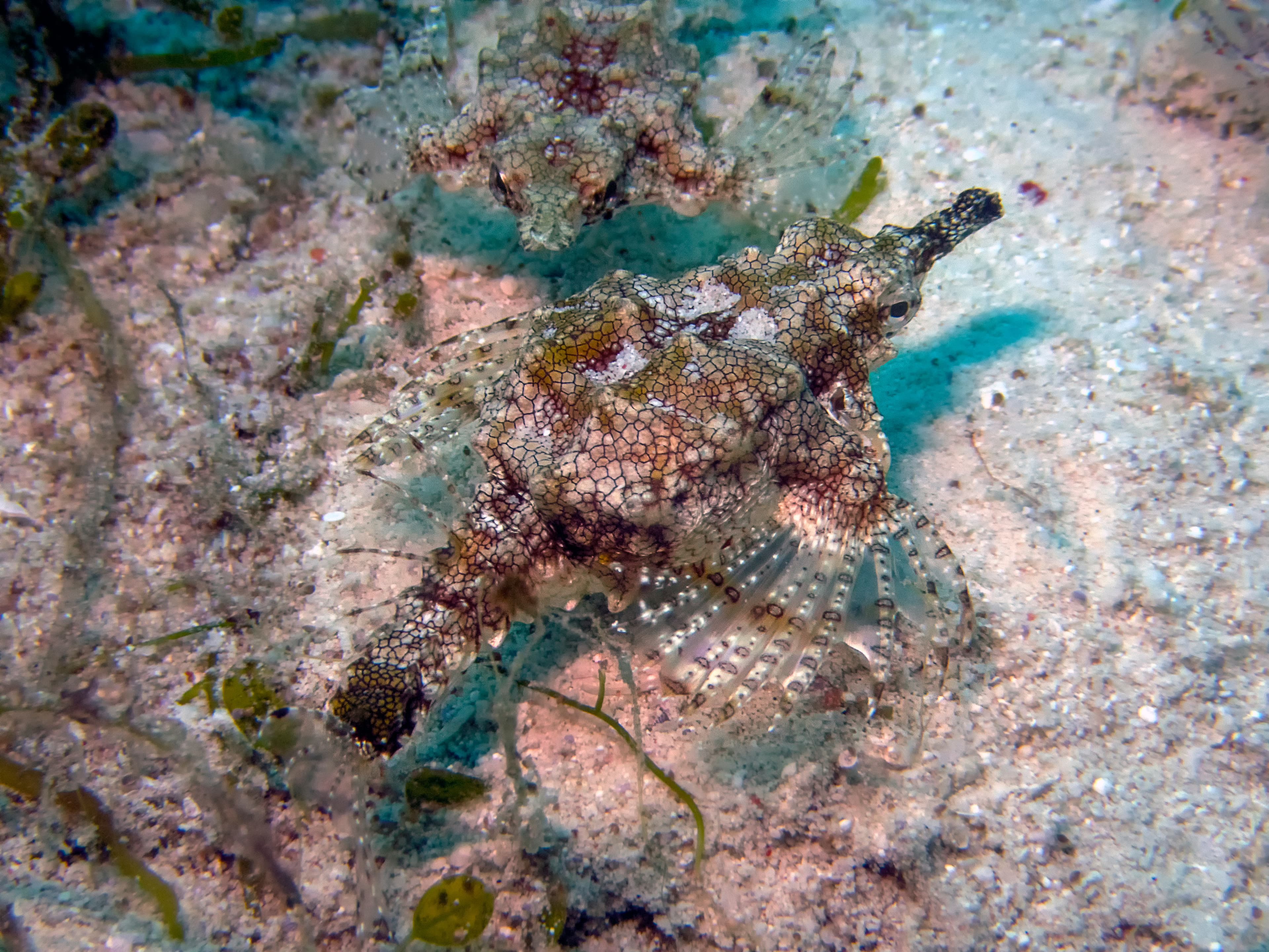 Dragon Sea Moth (Eurypegasus draconis)