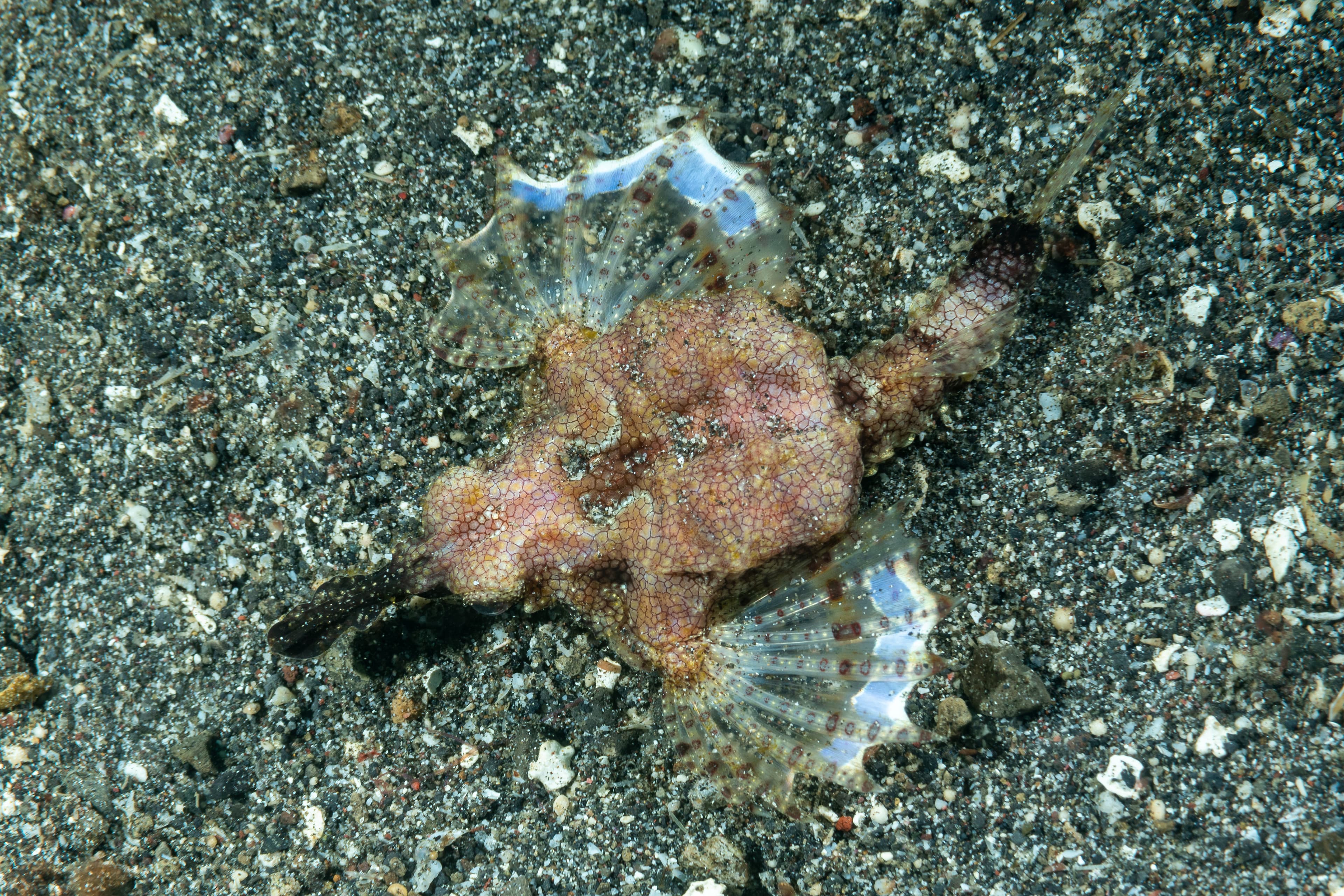 Dragon Sea Moth (Eurypegasus draconis)