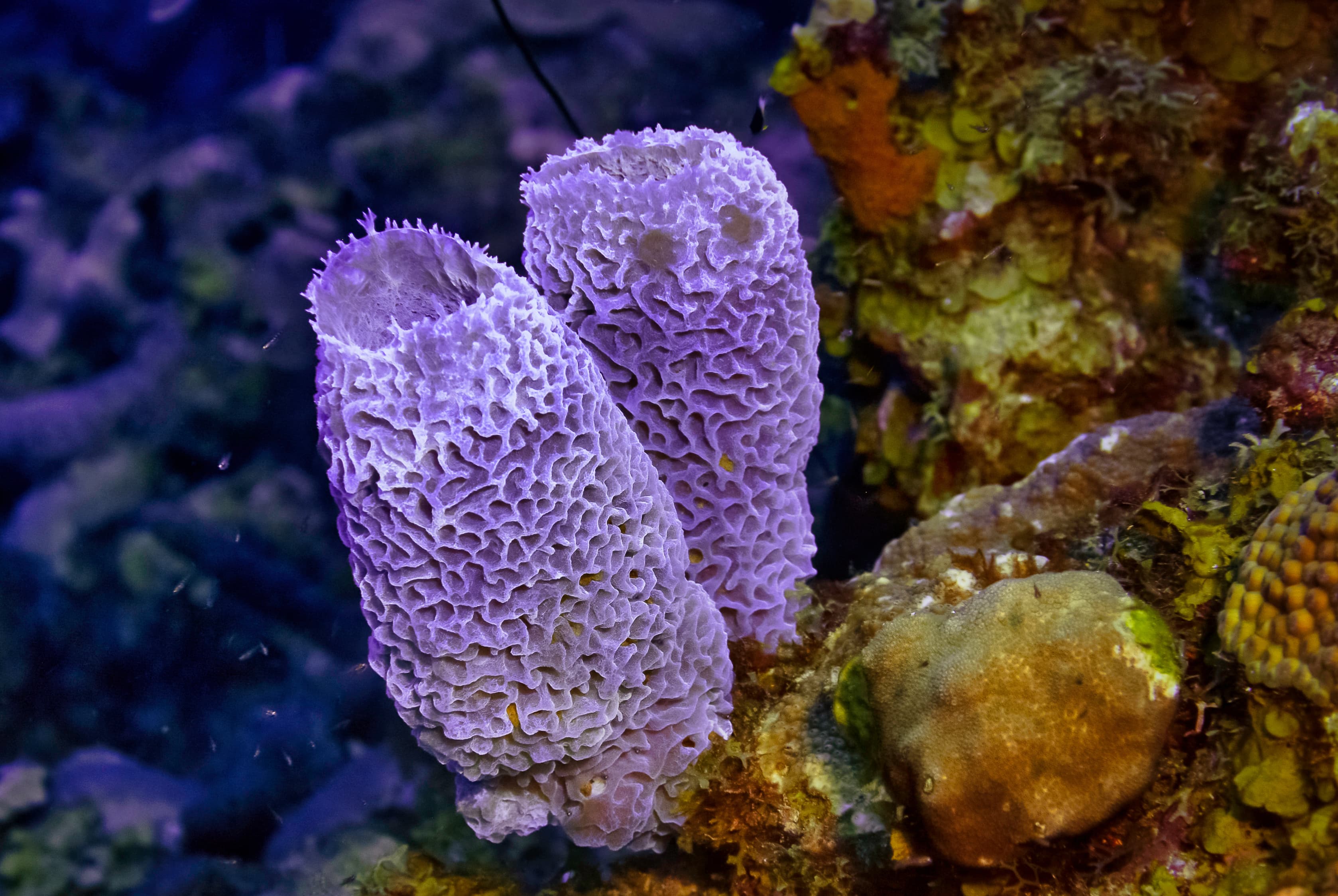 Two purple Azure Vase Sponges