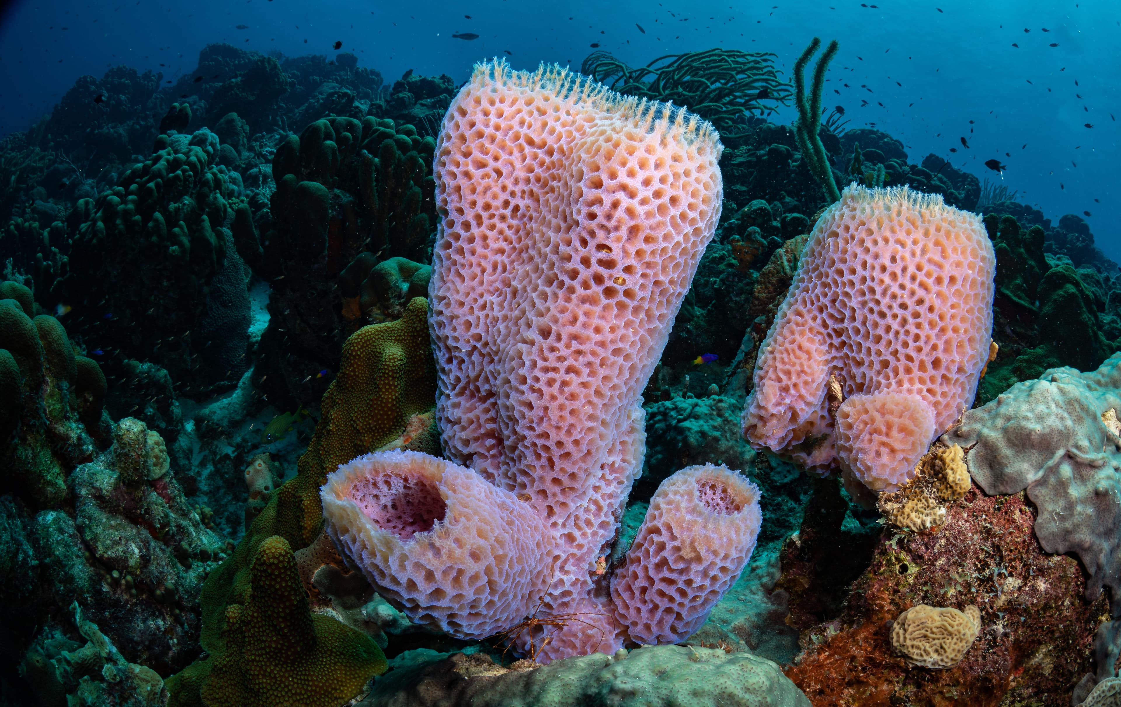 Azure Vase Sponge (Callyspongia plicifera) on the reef at the Webber's Joy dive site, Bonaire, Netherlands Antilles