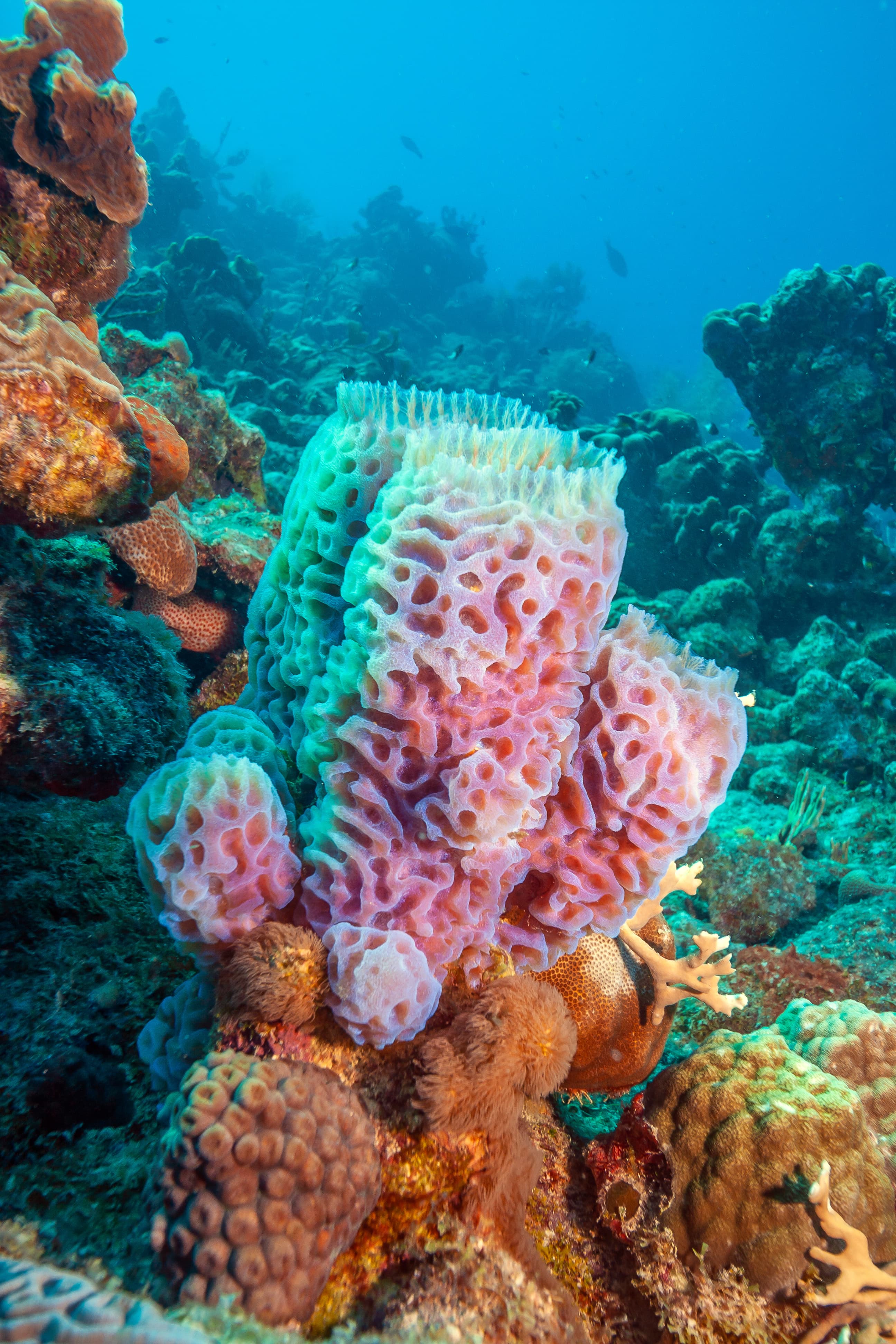 Azure Vase Sponge (Callyspongia plicifera)