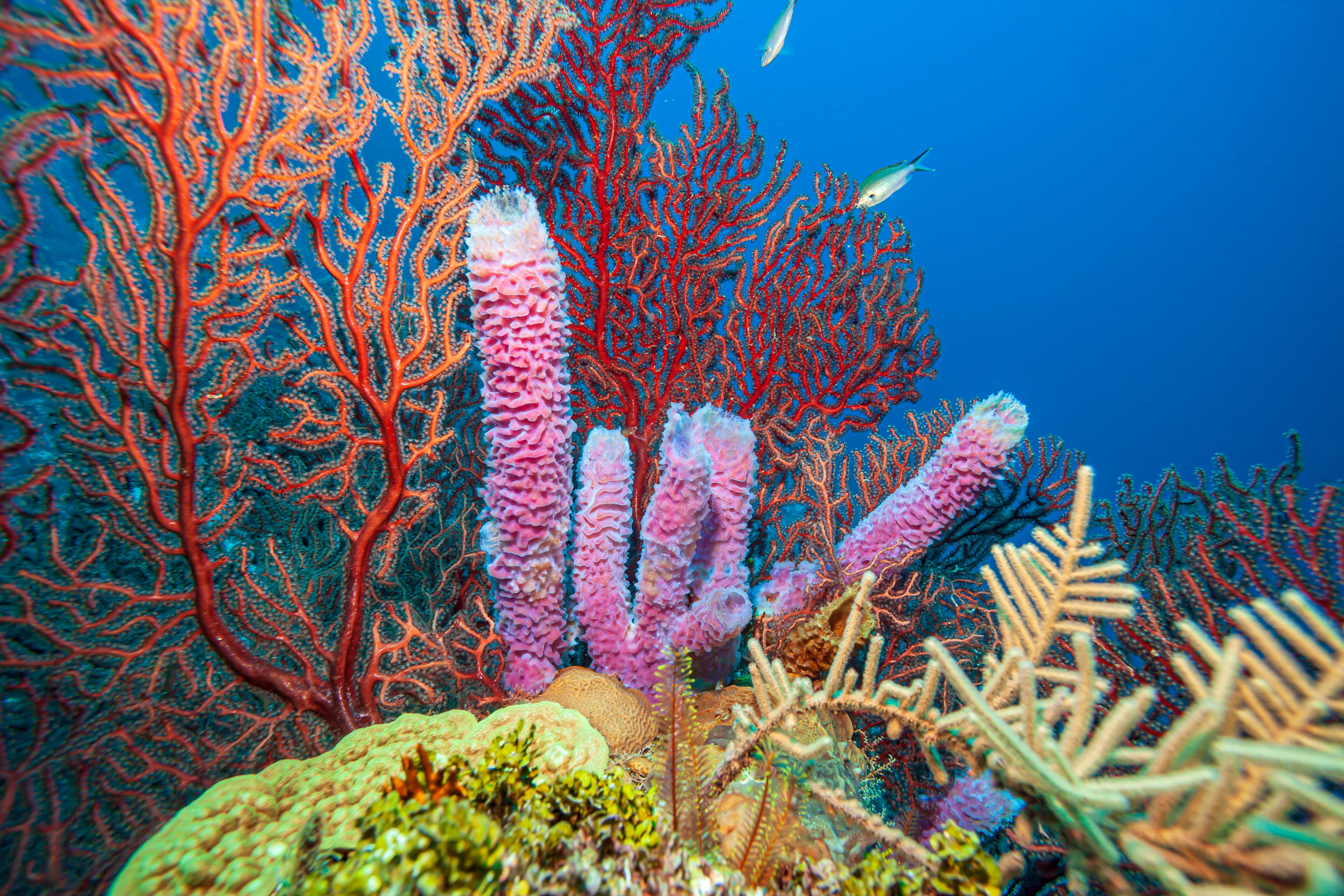 Caribbean coral garden