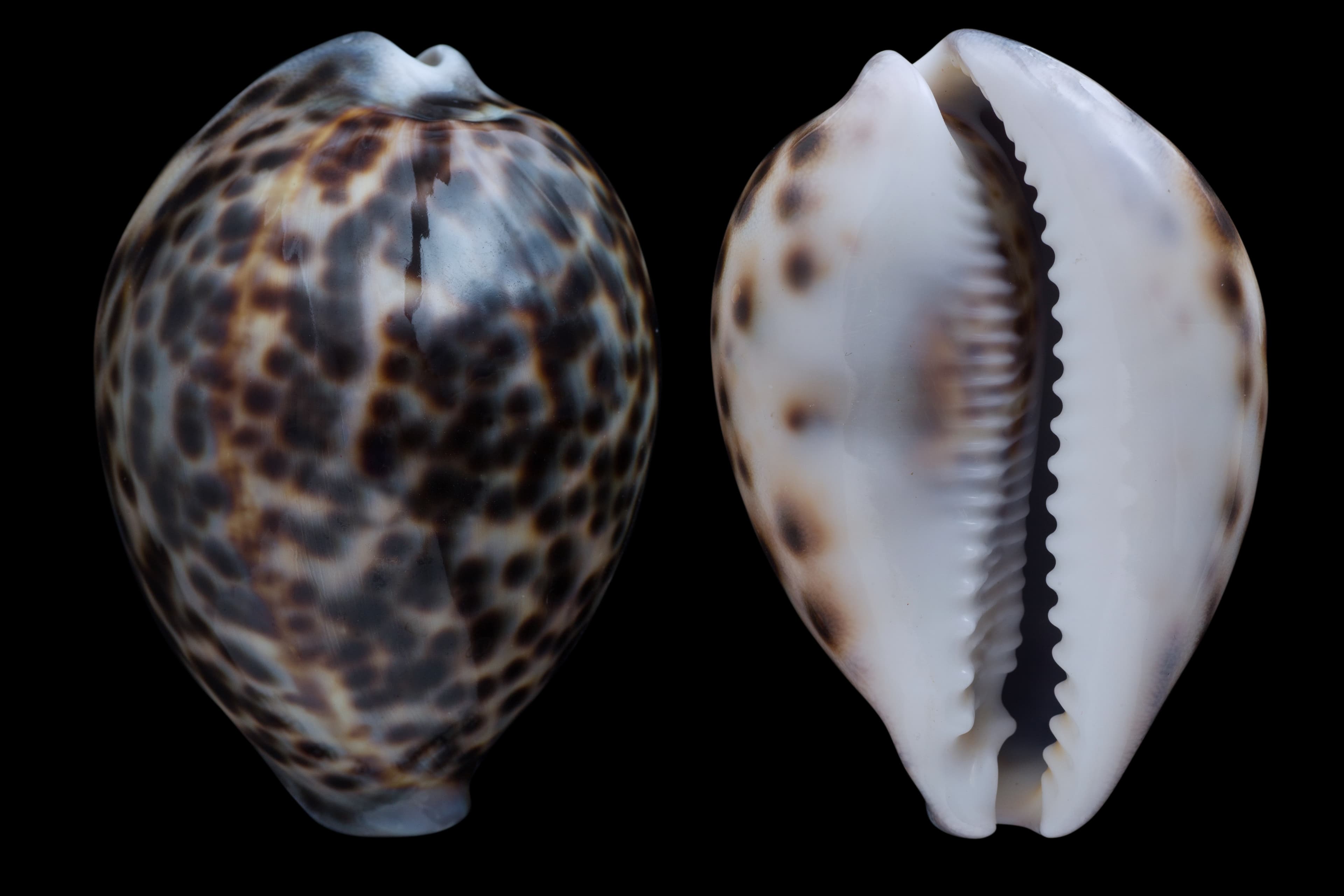  Cypraea tigris shell