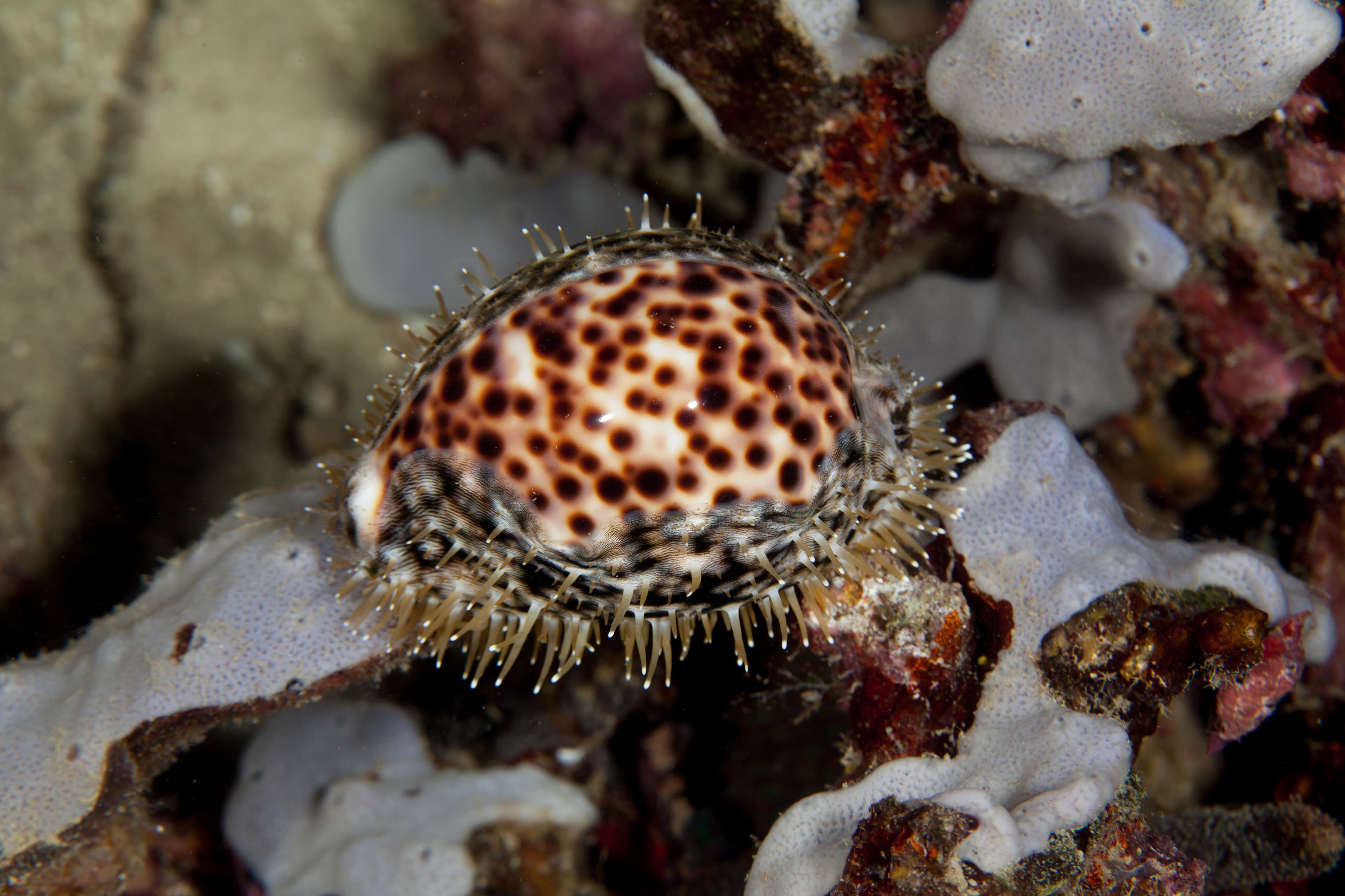 Tiger Cowry (Cypraea tigris)