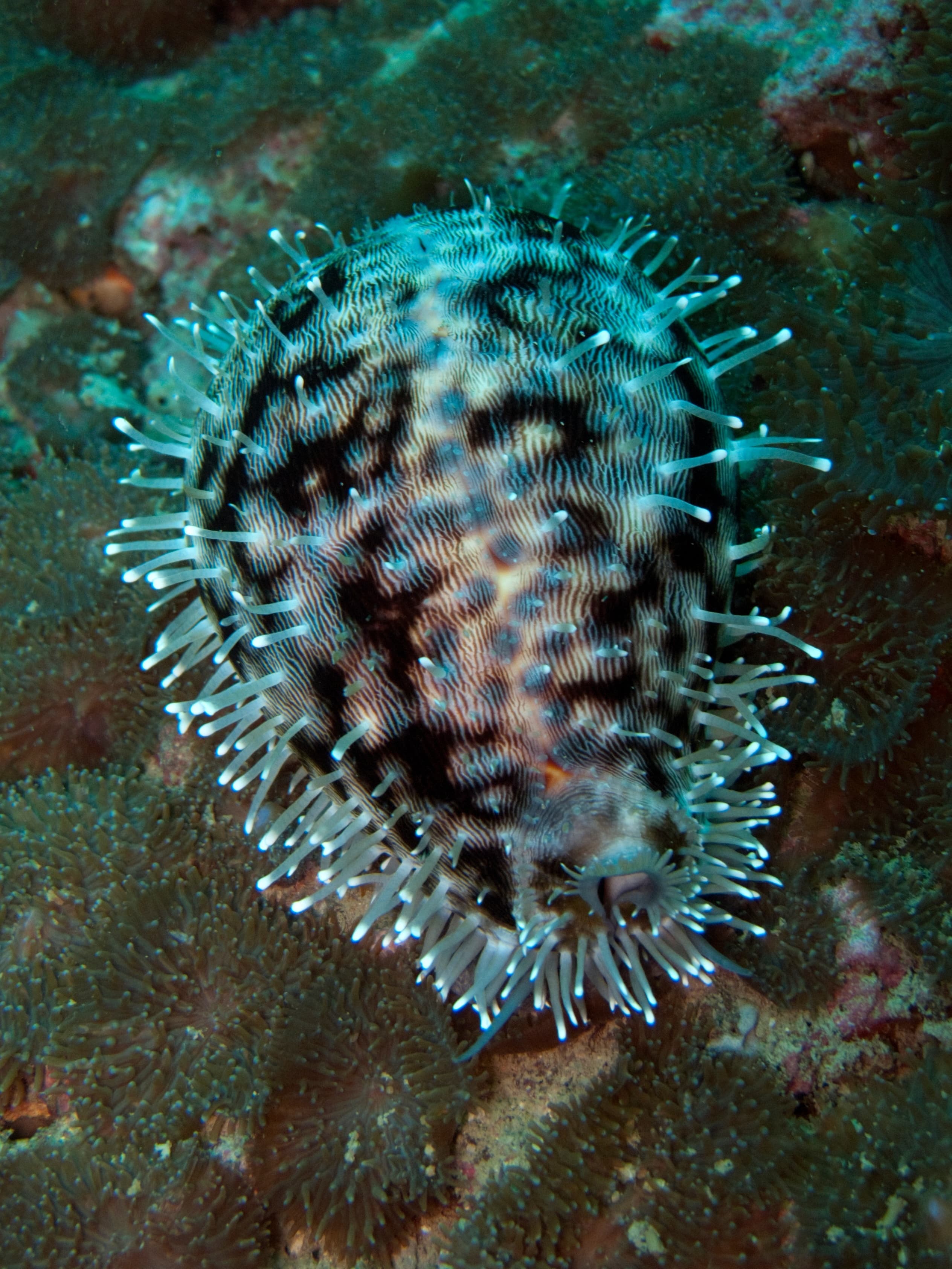 Tiger Cowry (Cypraea tigris)