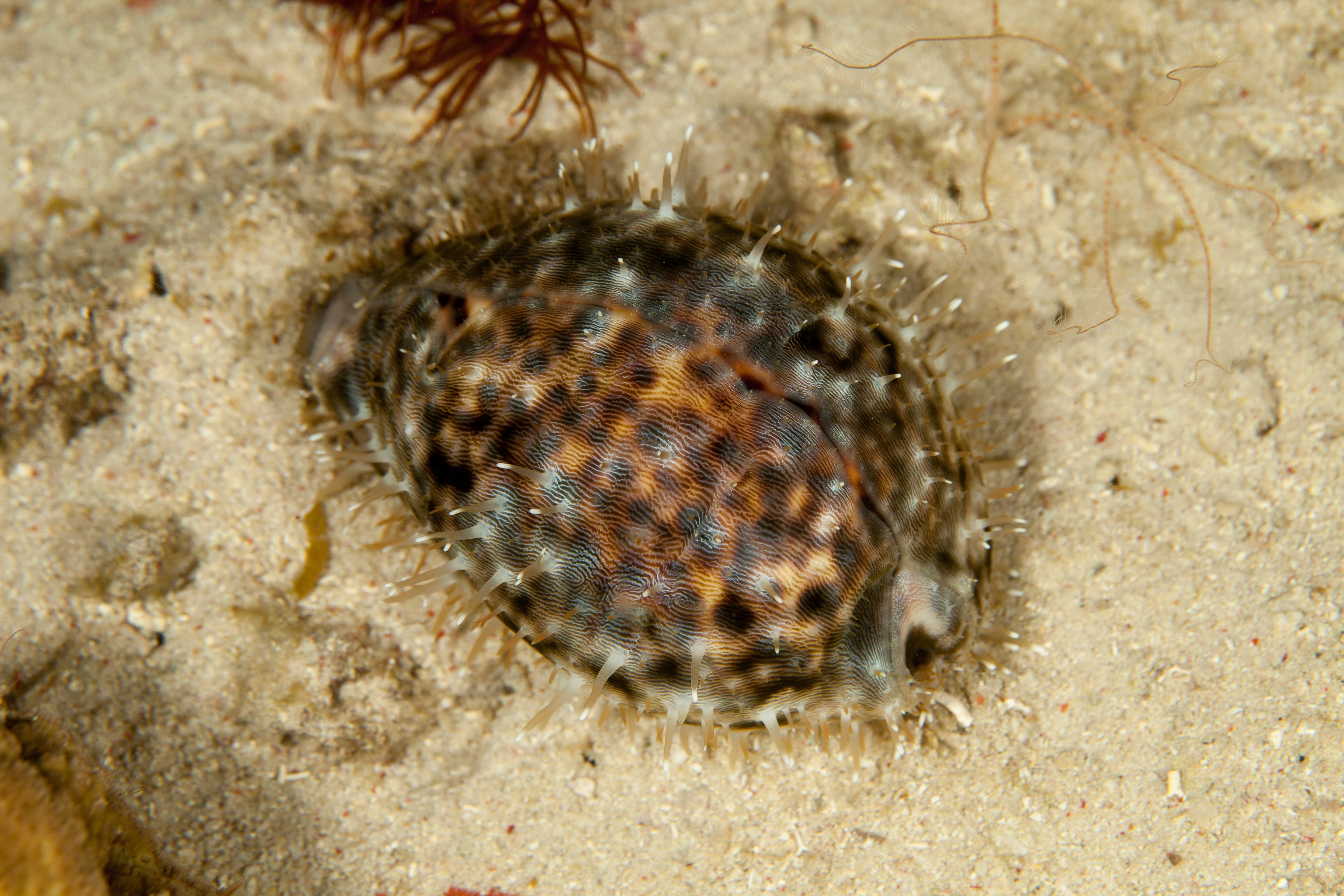 Tiger Cowry (Cypraea tigris)