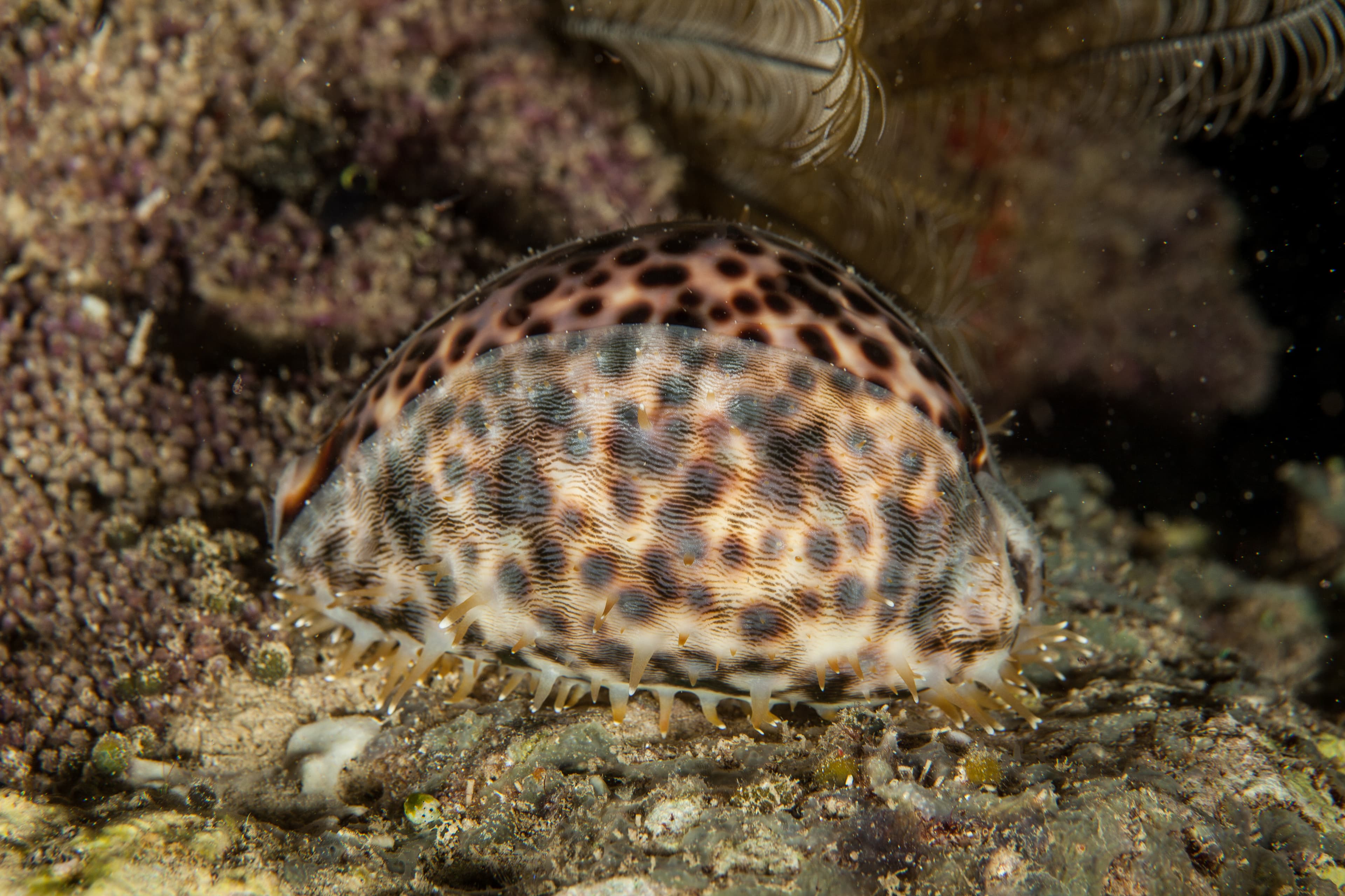 Tiger Cowry (Cypraea tigris)