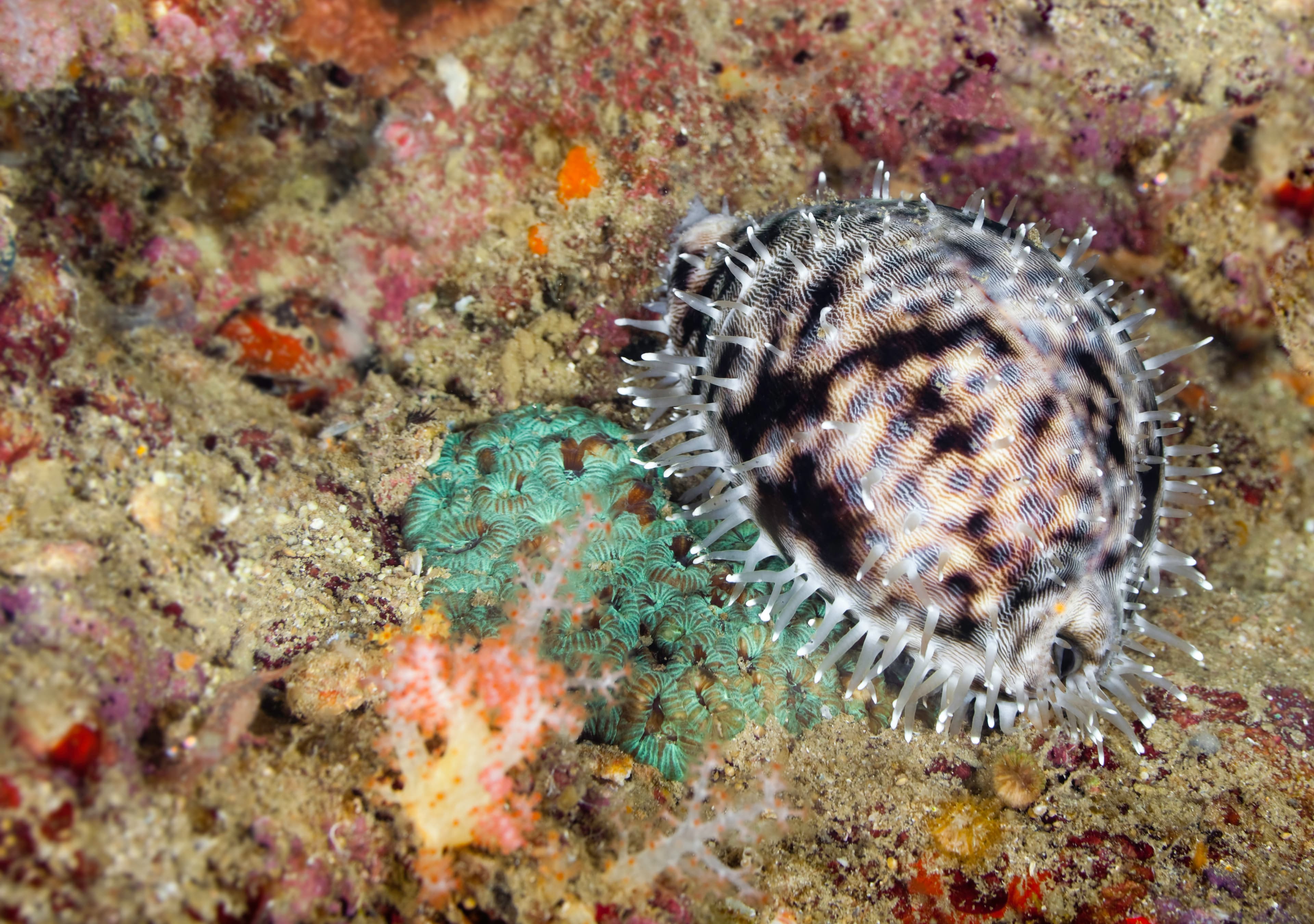 Tiger Cowry (Cypraea tigris) underwater on a reef in Thailand