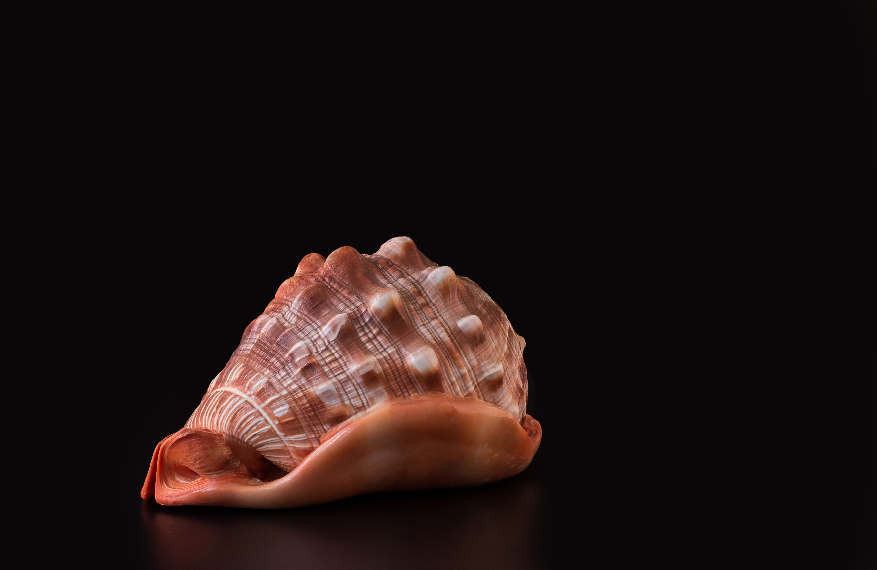 Bullmouth Helmet (Cypraecassis rufa) shell on black background