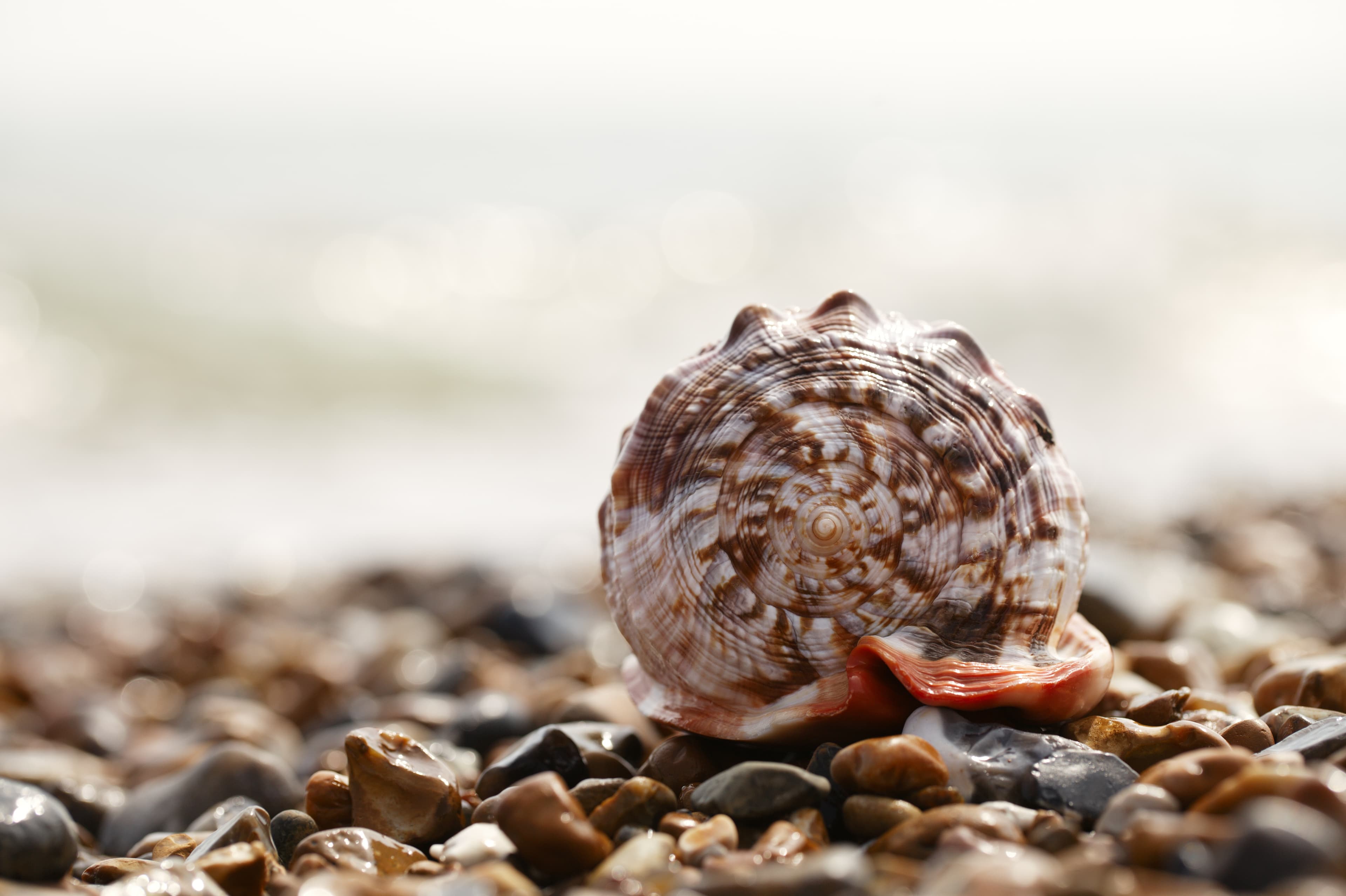 Bullmouth Helmet (Cypraecassis rufa) shell on sea pebbles