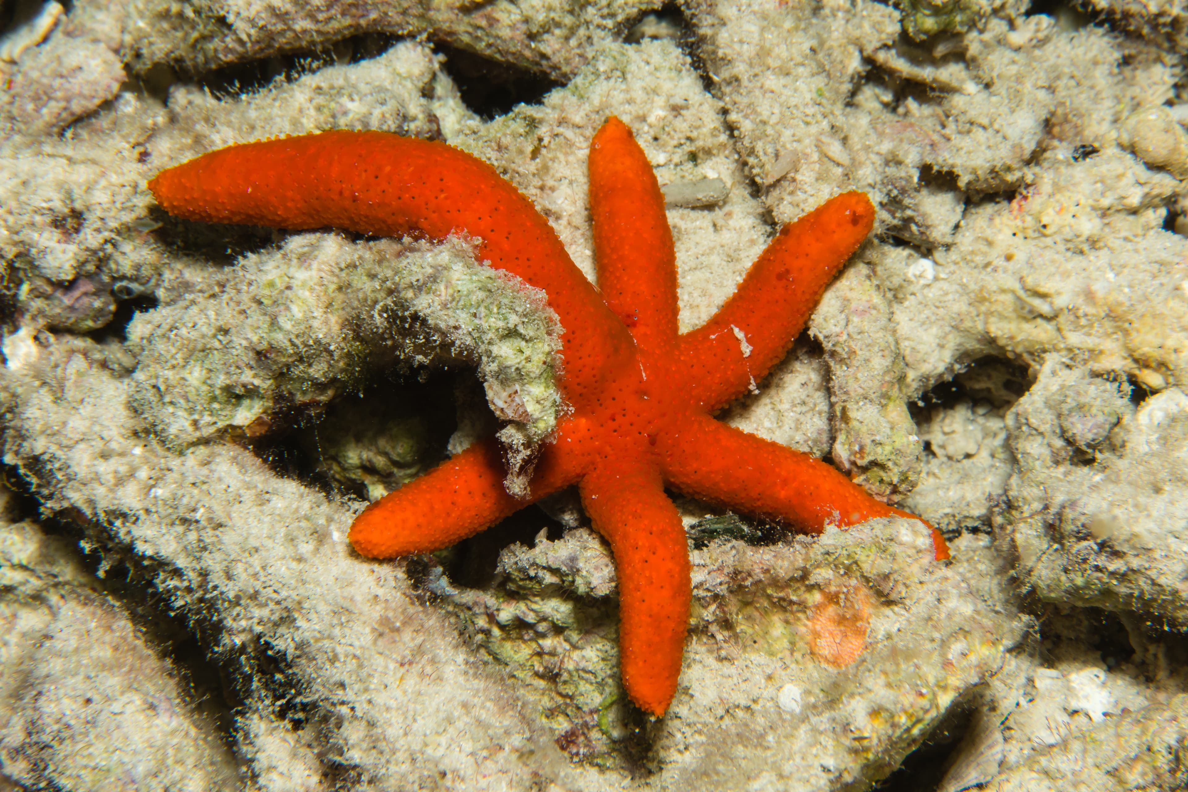 Luzon Sea Star (Echinaster luzonicus)