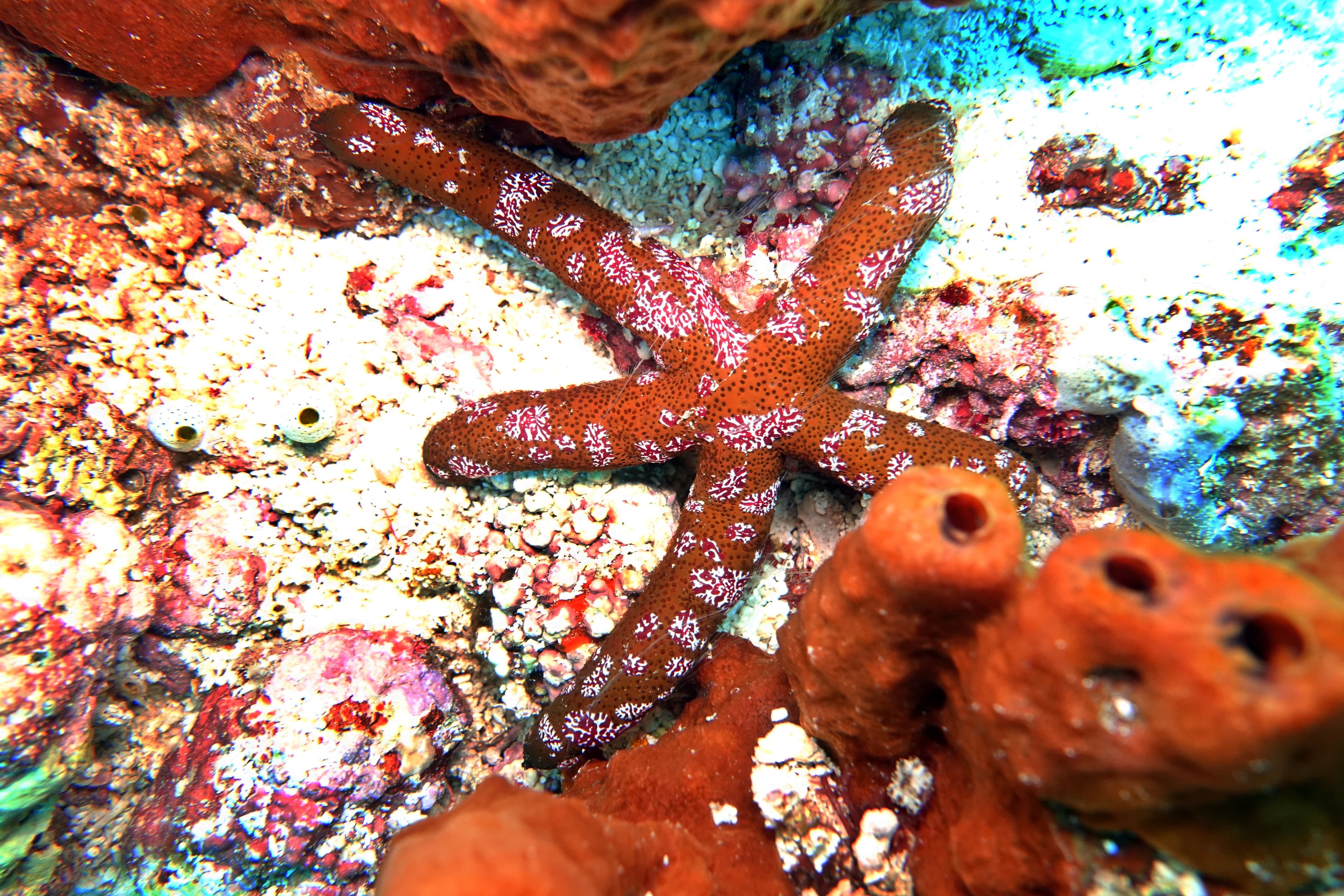 Luzon Sea Star (Echinaster luzonicus) with Benthic Comb Jellies