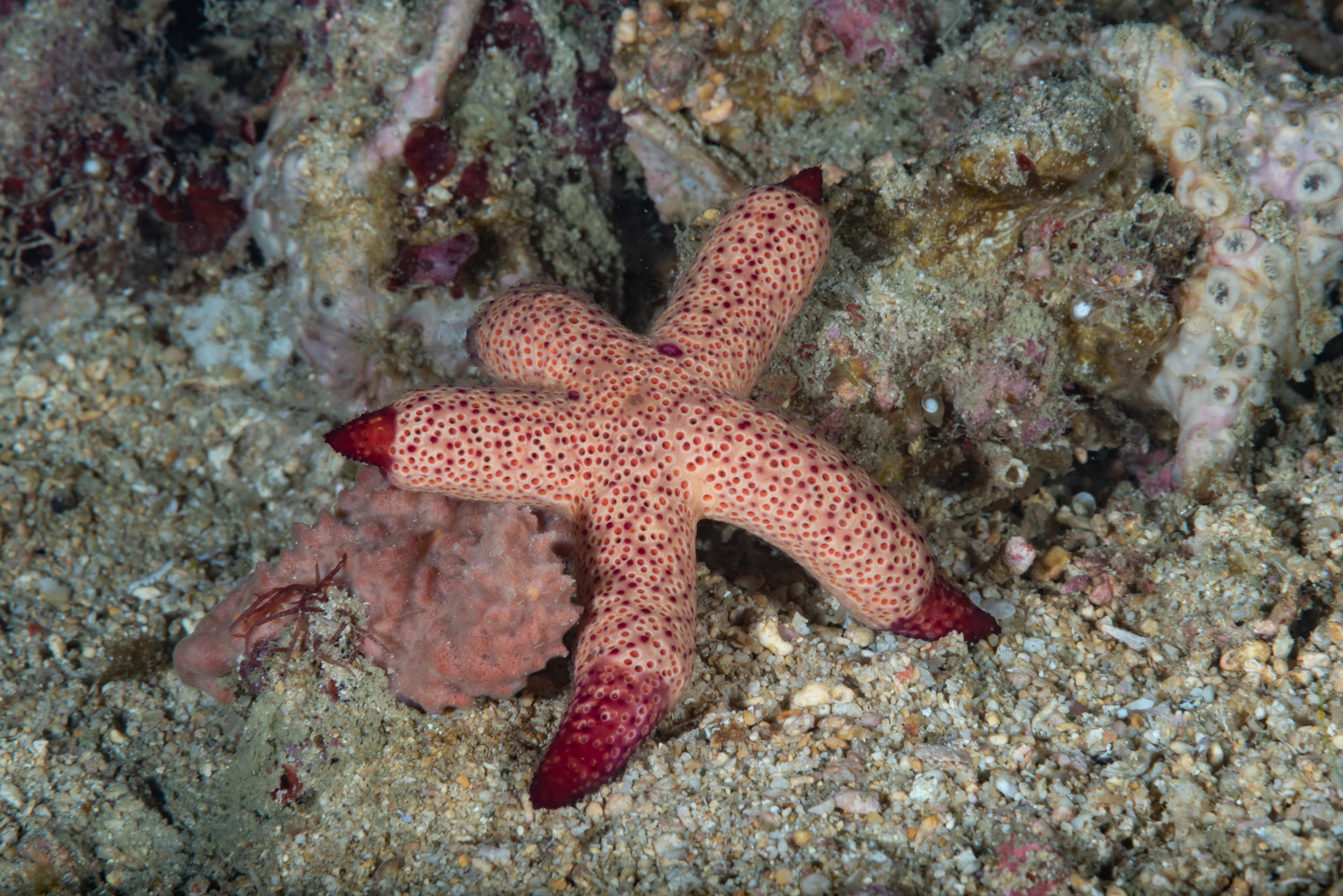 Luzon Sea Star (Echinaster luzonicus)